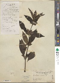 Barleria cristata image