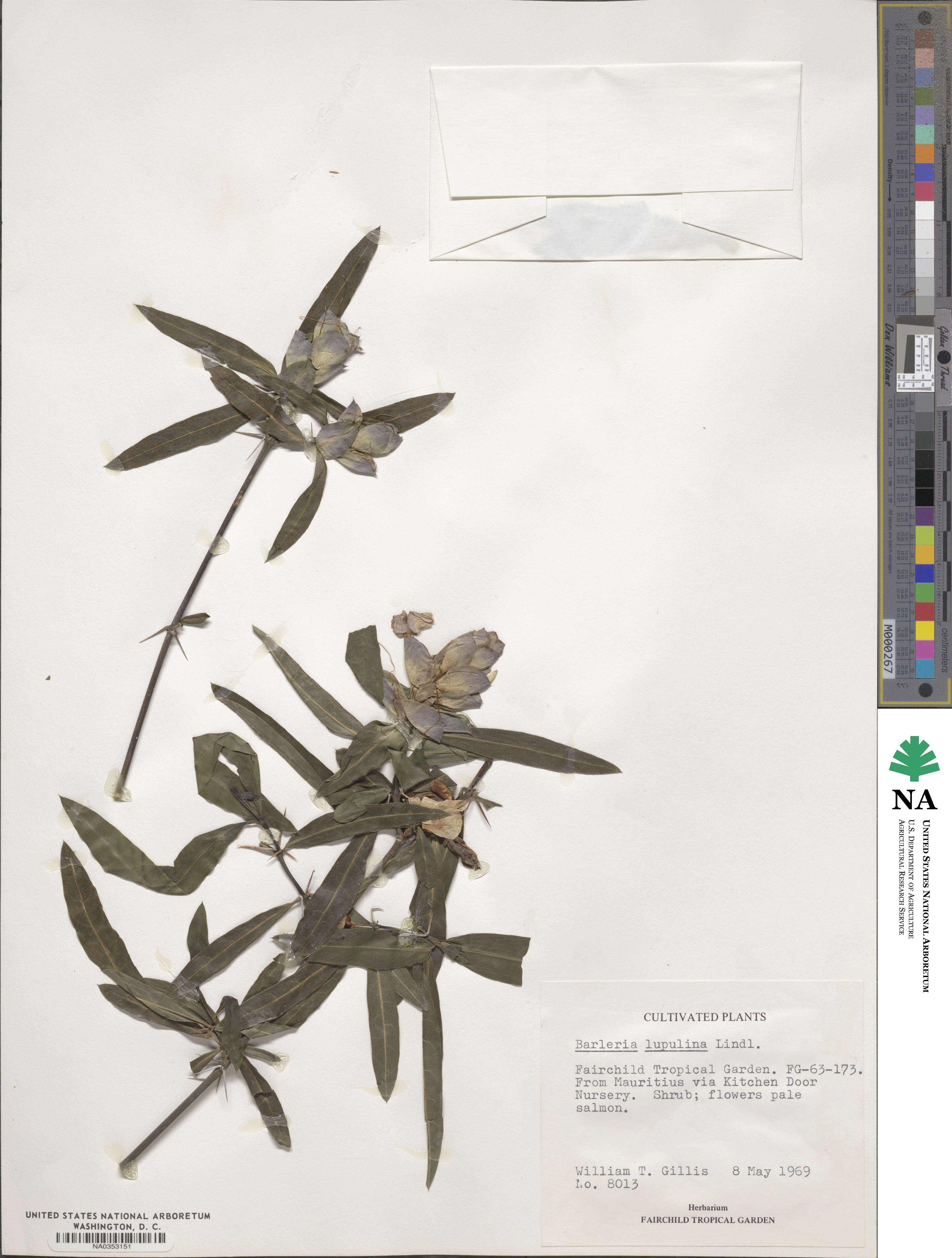Barleria lupulina image