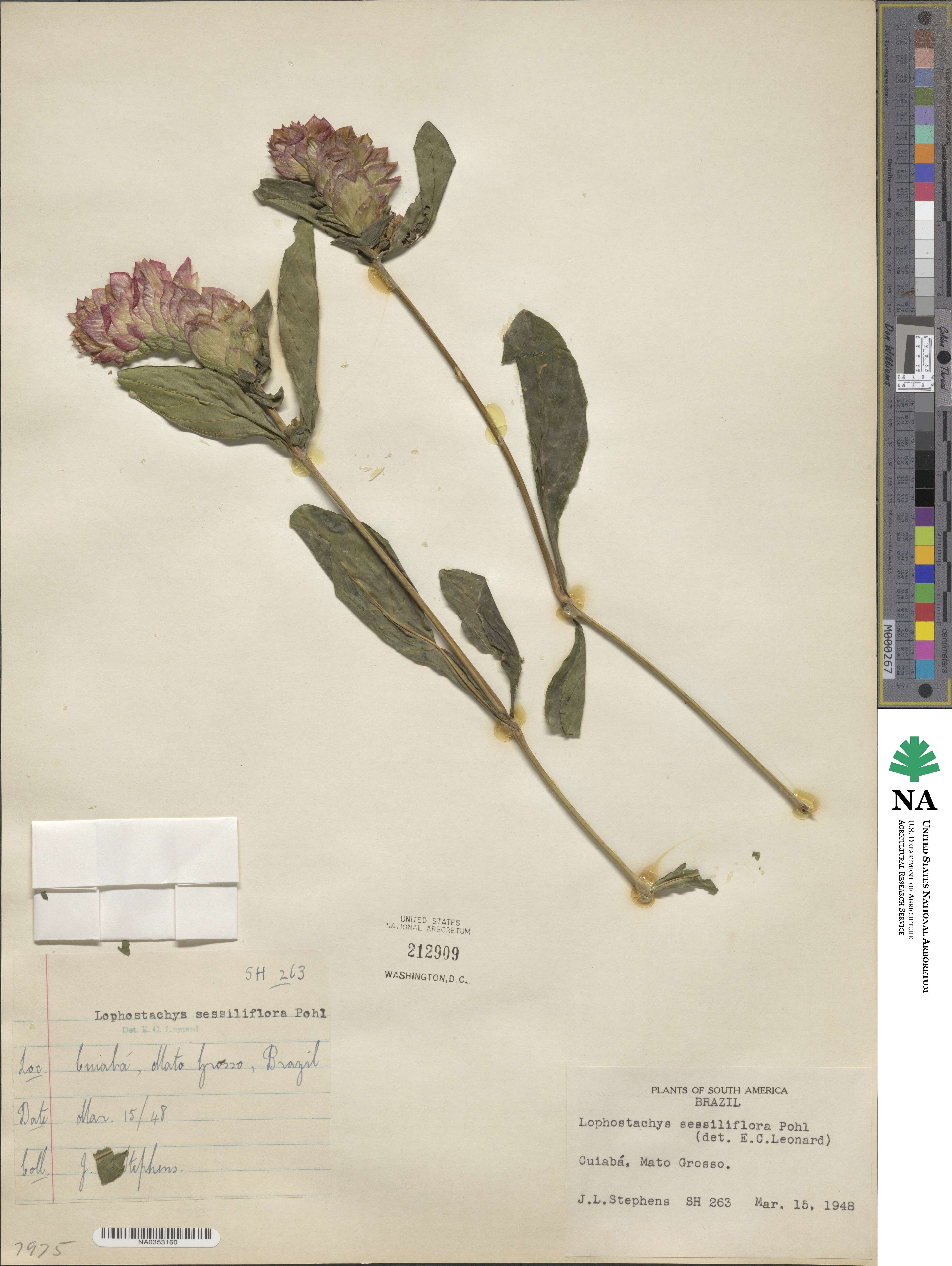 Lepidagathis sessilifolia image
