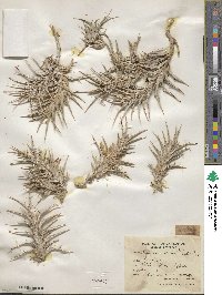 Blepharis edulis image