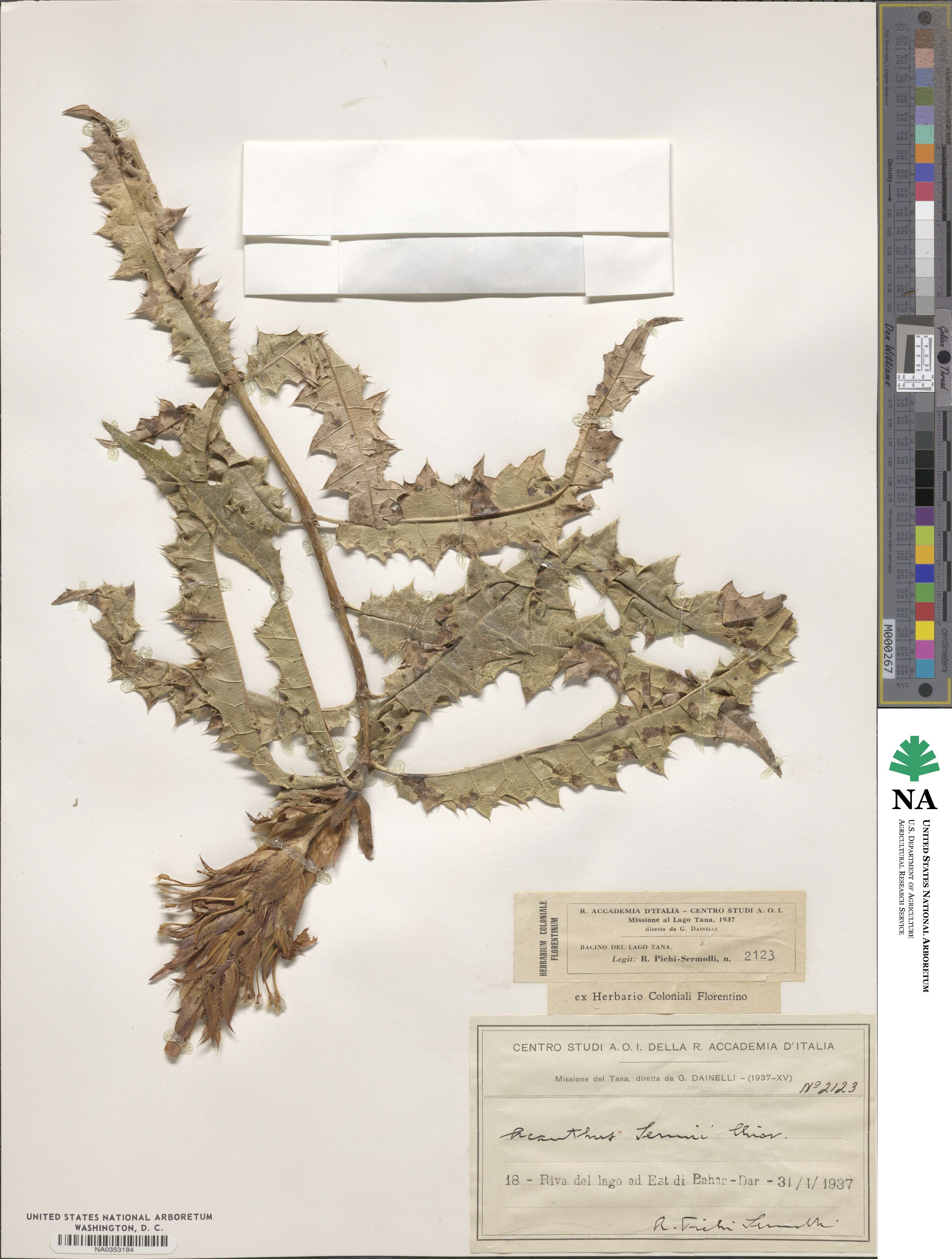 Acanthus sennii image