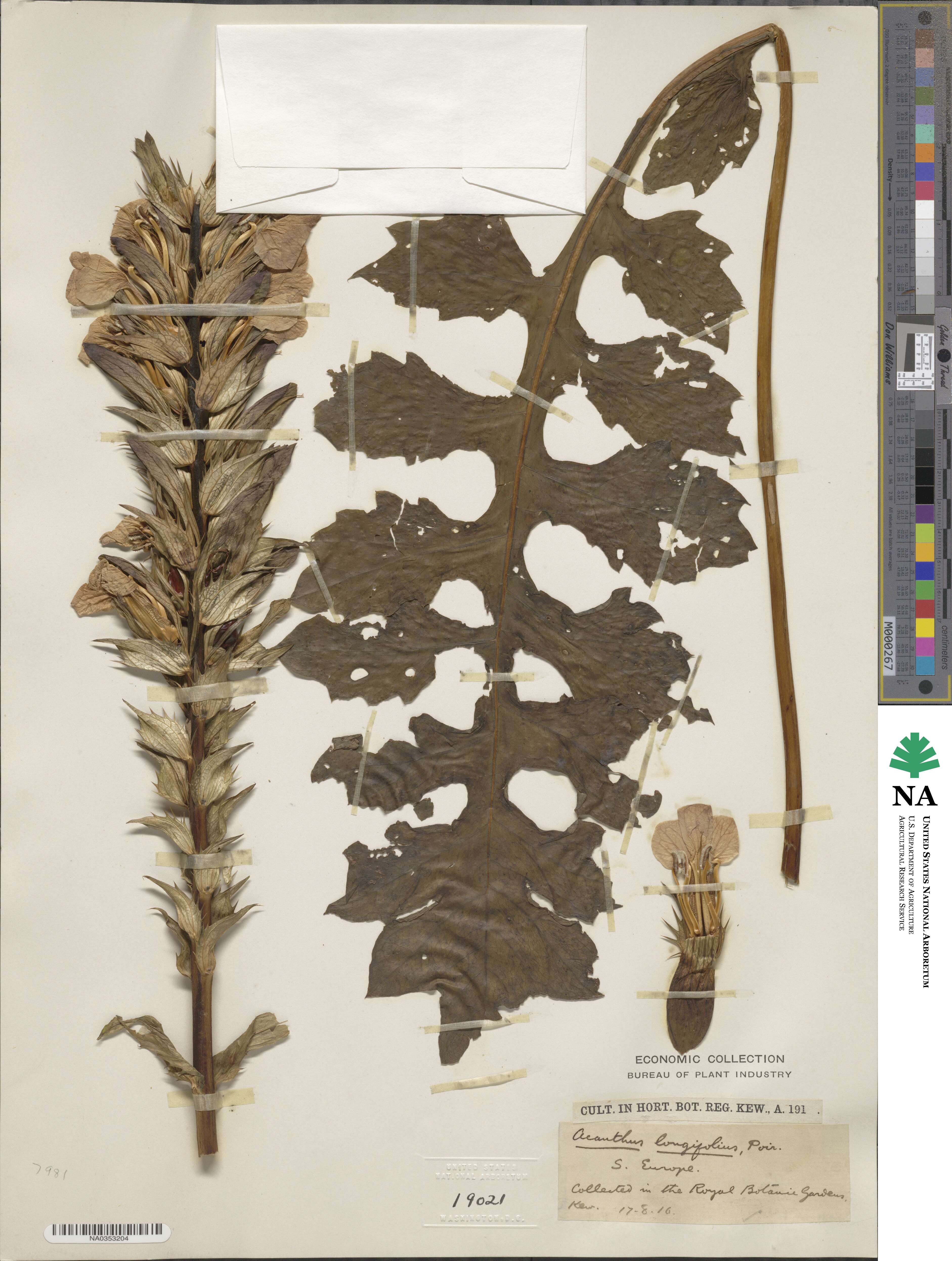 Acanthus hungaricus image