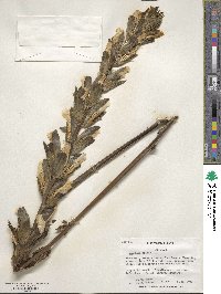 Acanthus mollis image
