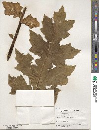 Acanthus mollis image