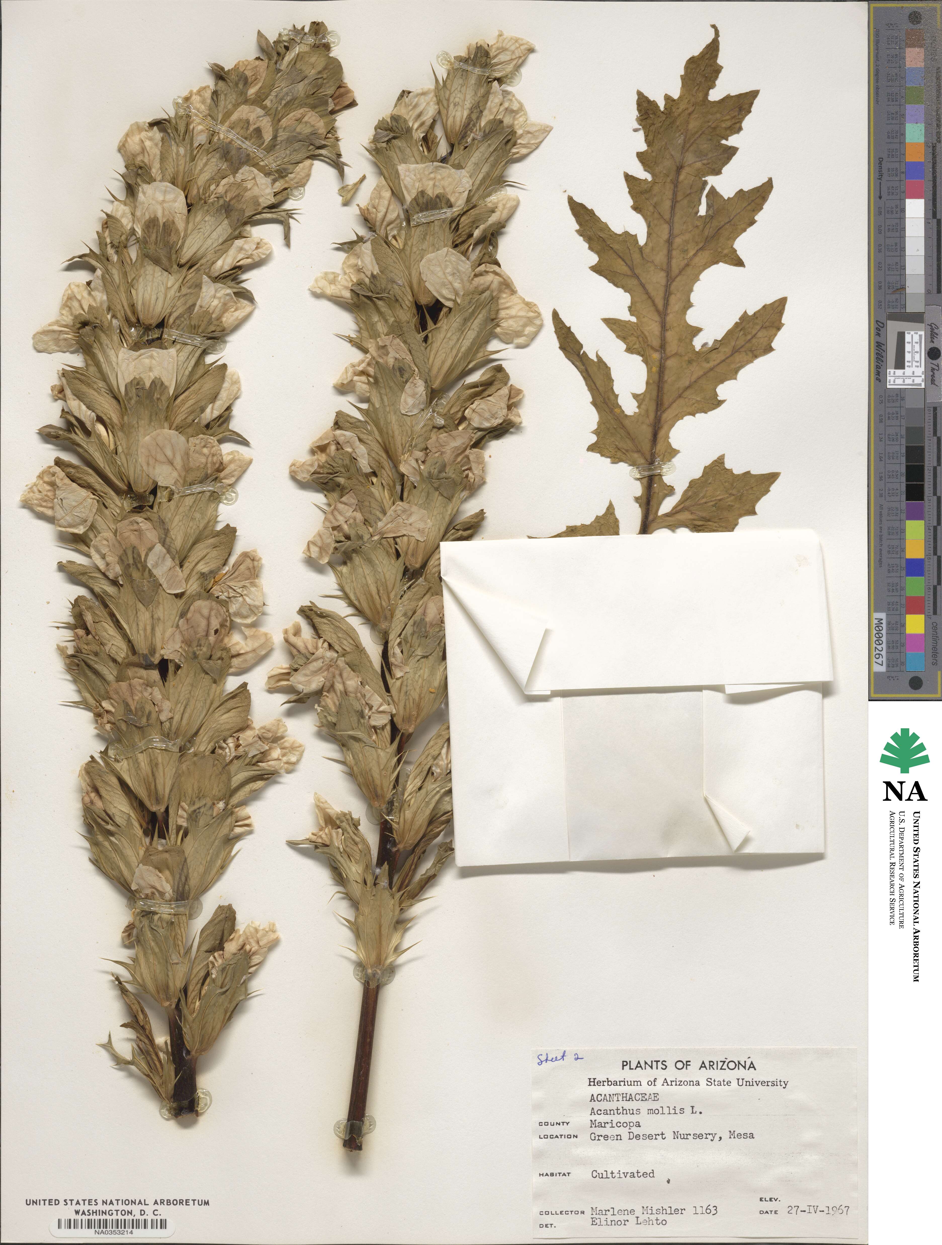 Acanthus mollis image