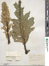 Acanthus mollis image