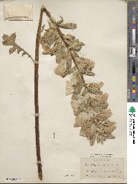 Acanthus mollis image