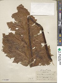 Acanthus mollis image