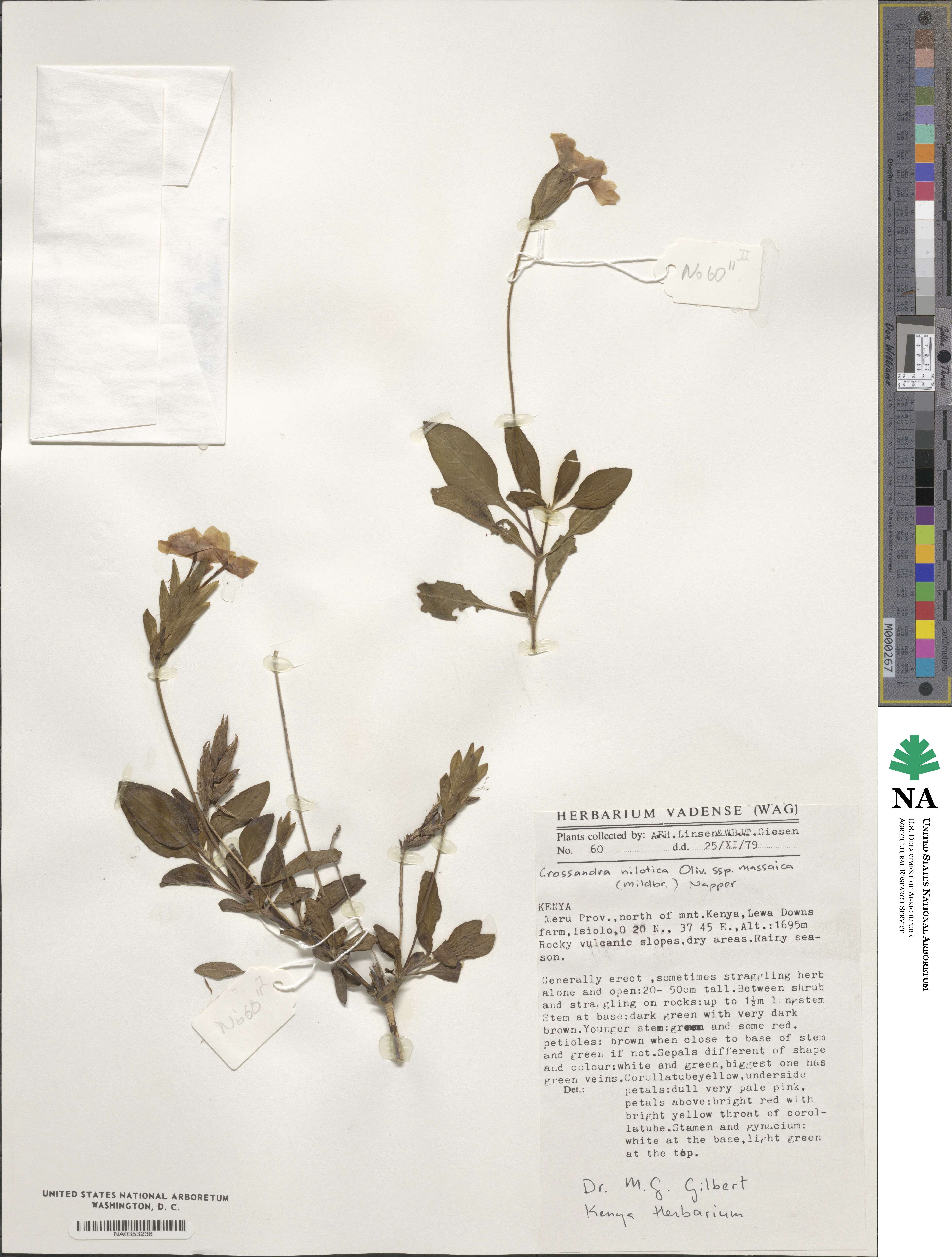 Crossandra massaica image