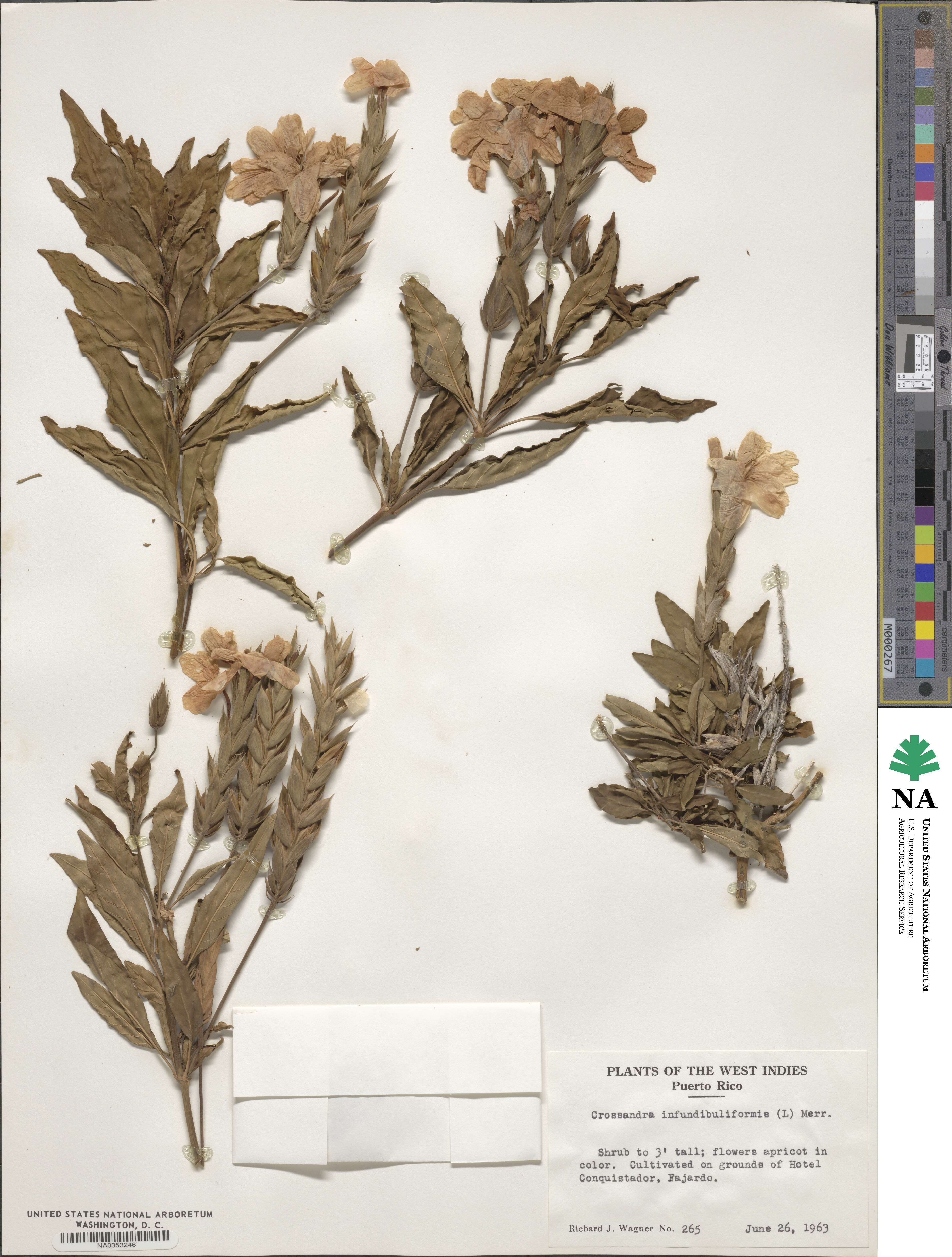 Crossandra image