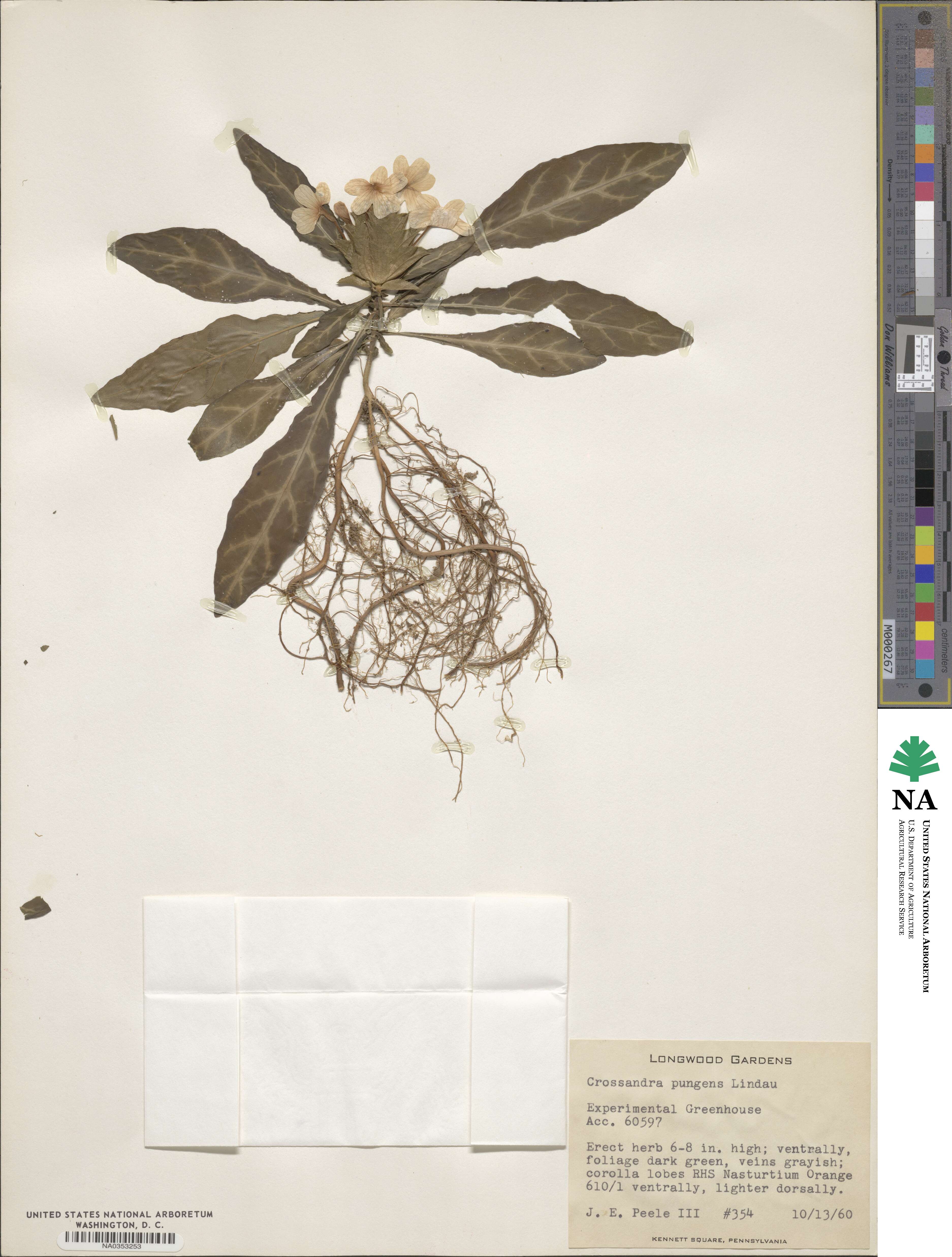 Crossandra pungens image