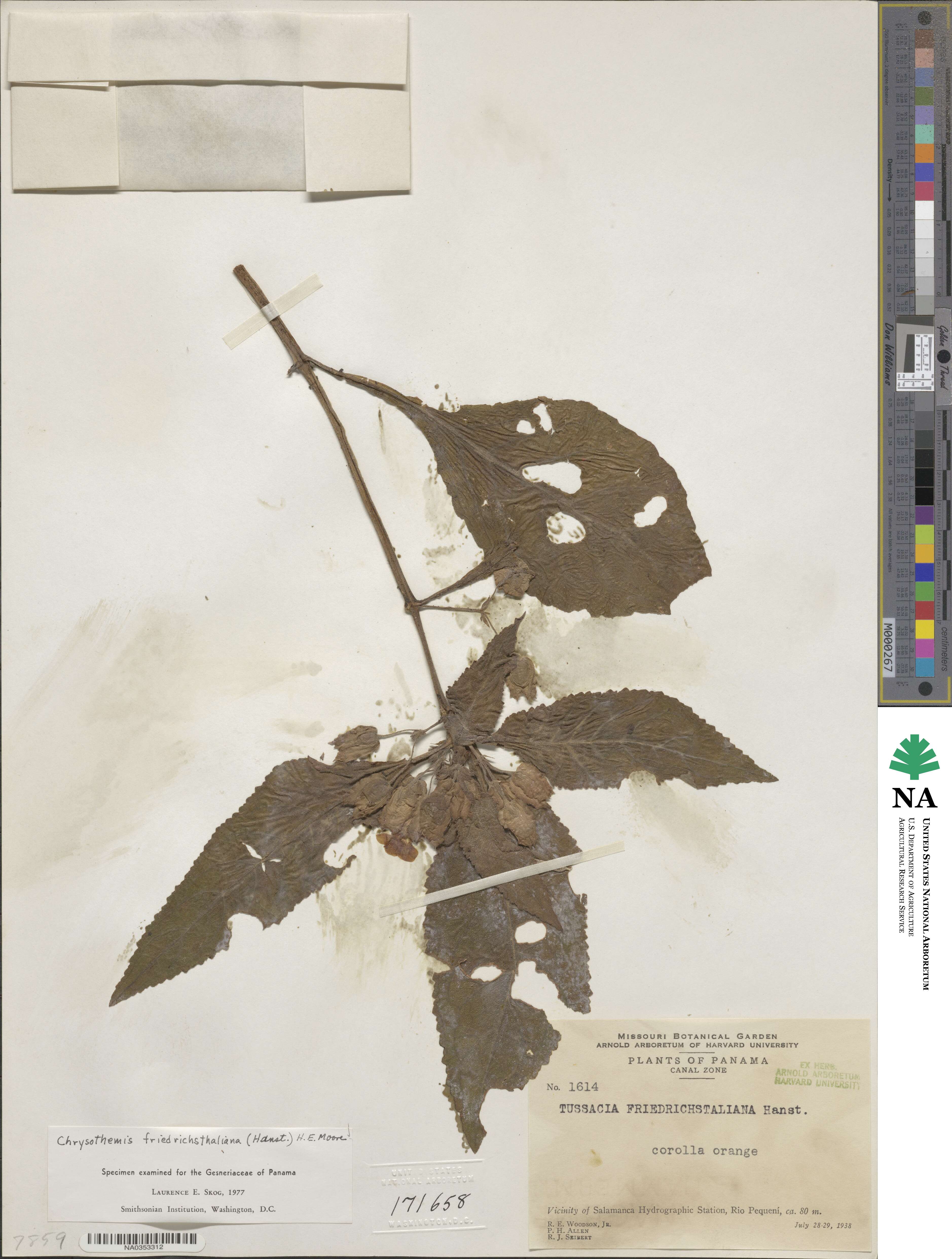 Chrysothemis friedrichsthaliana image