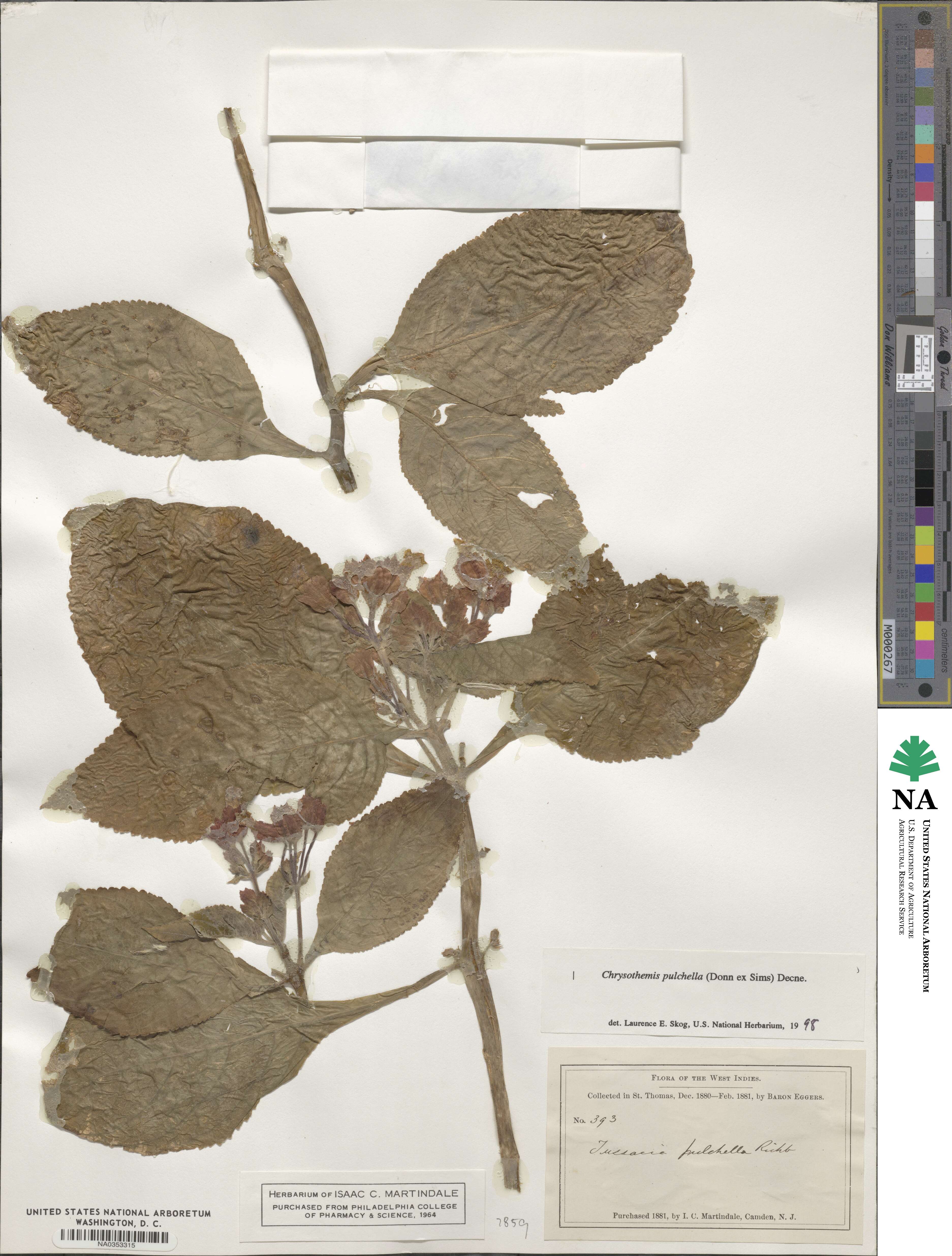 Chrysothemis pulchella image