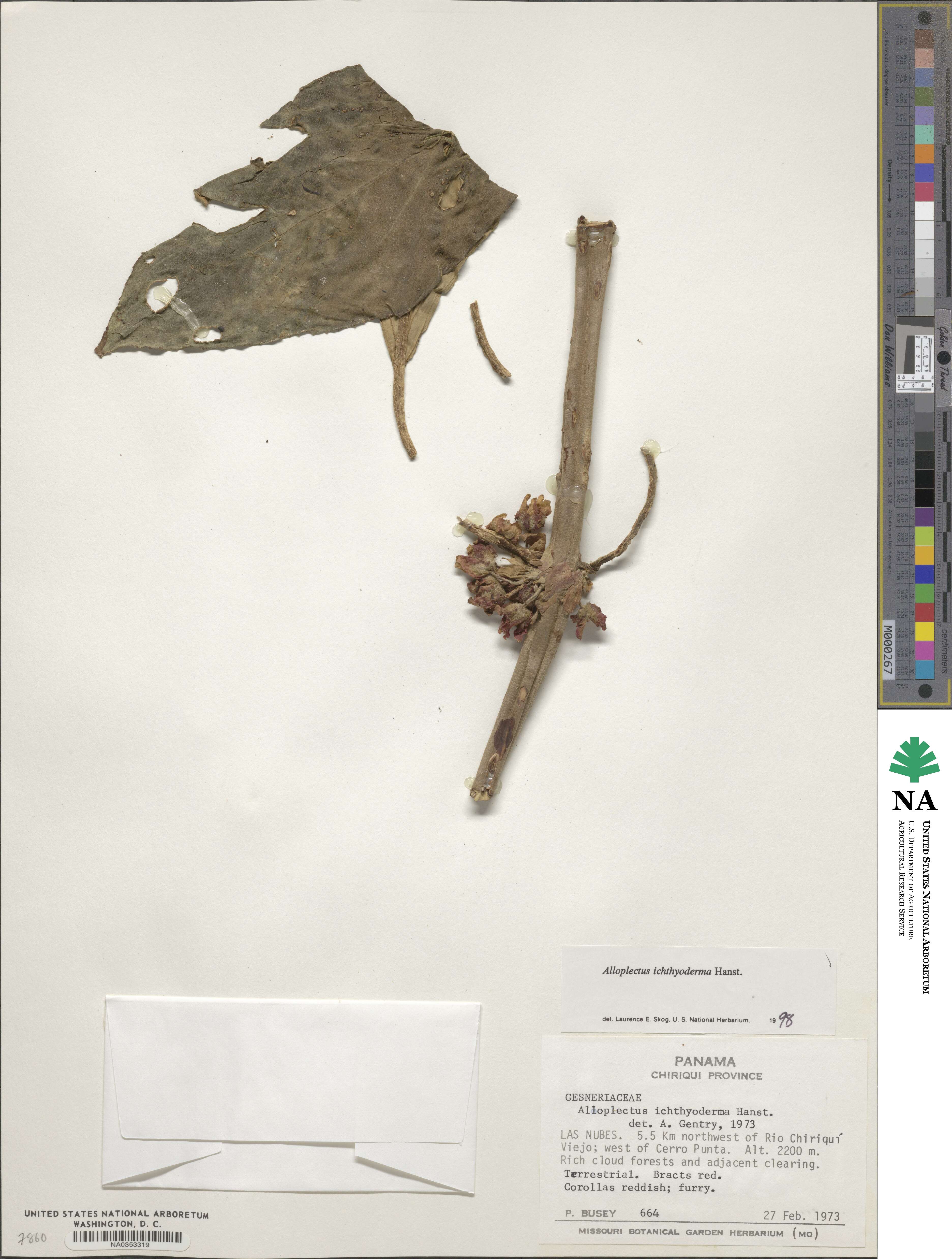 Glossoloma ichthyoderma image