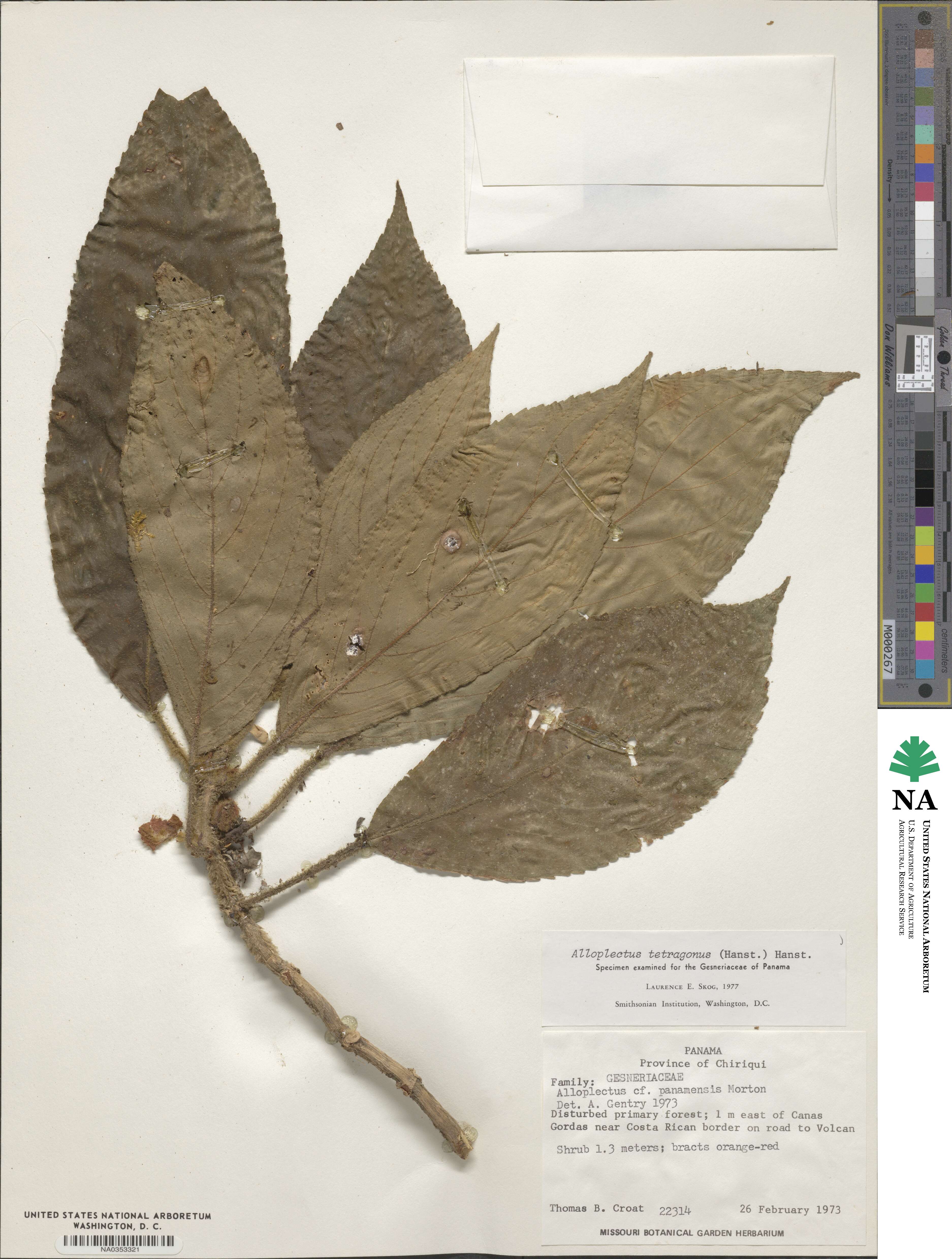 Glossoloma tetragonum image