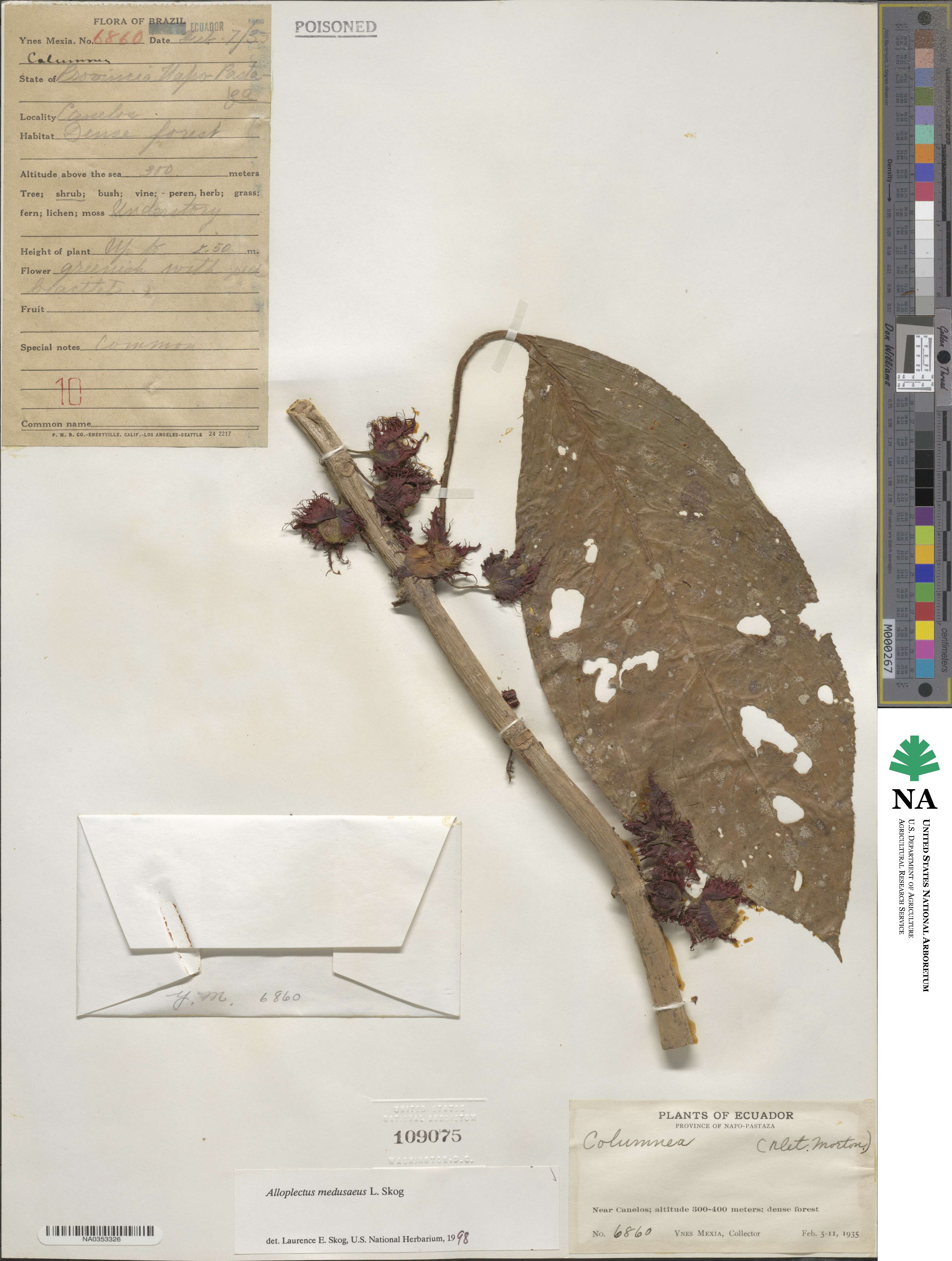 Glossoloma medusaeum image