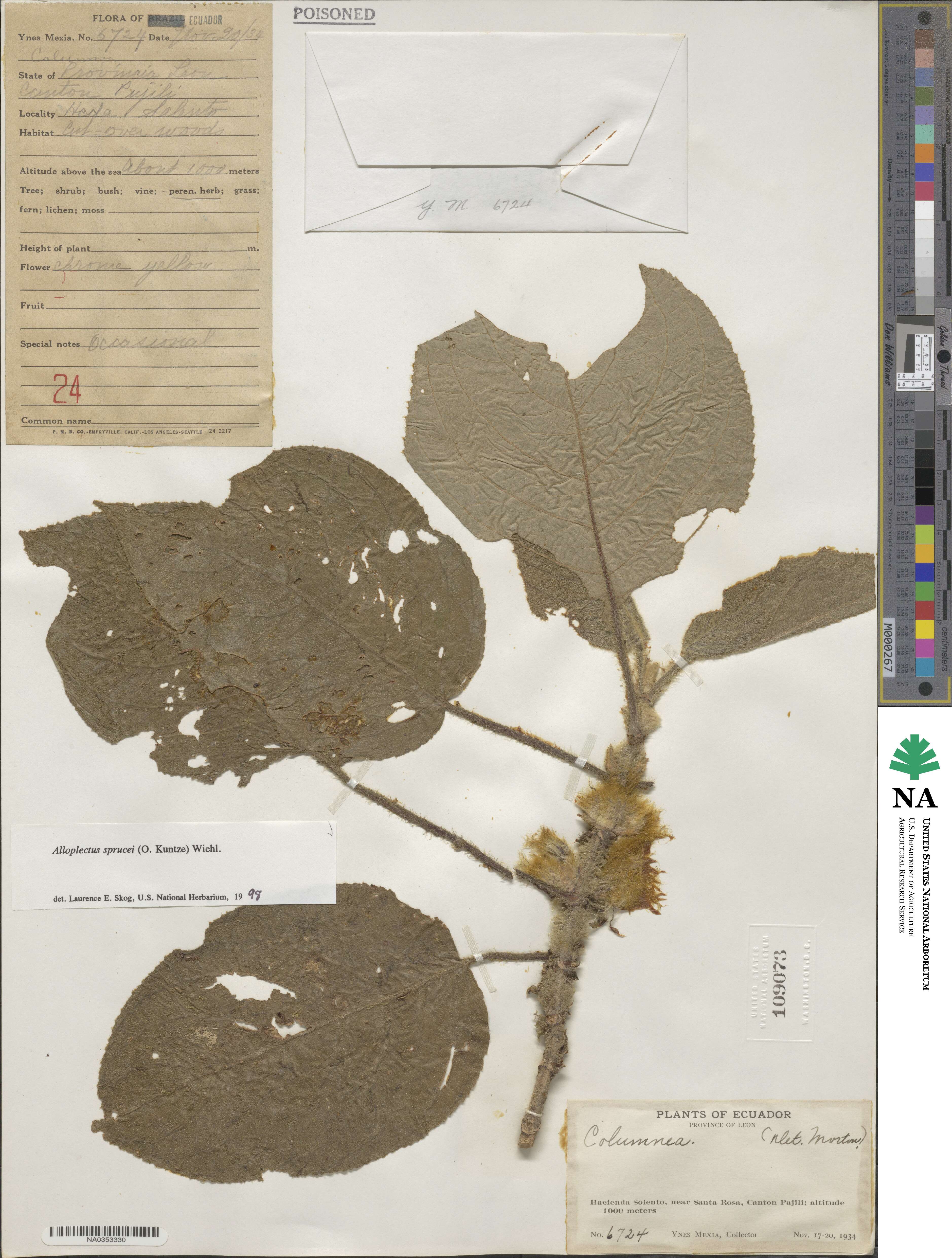 Glossoloma image