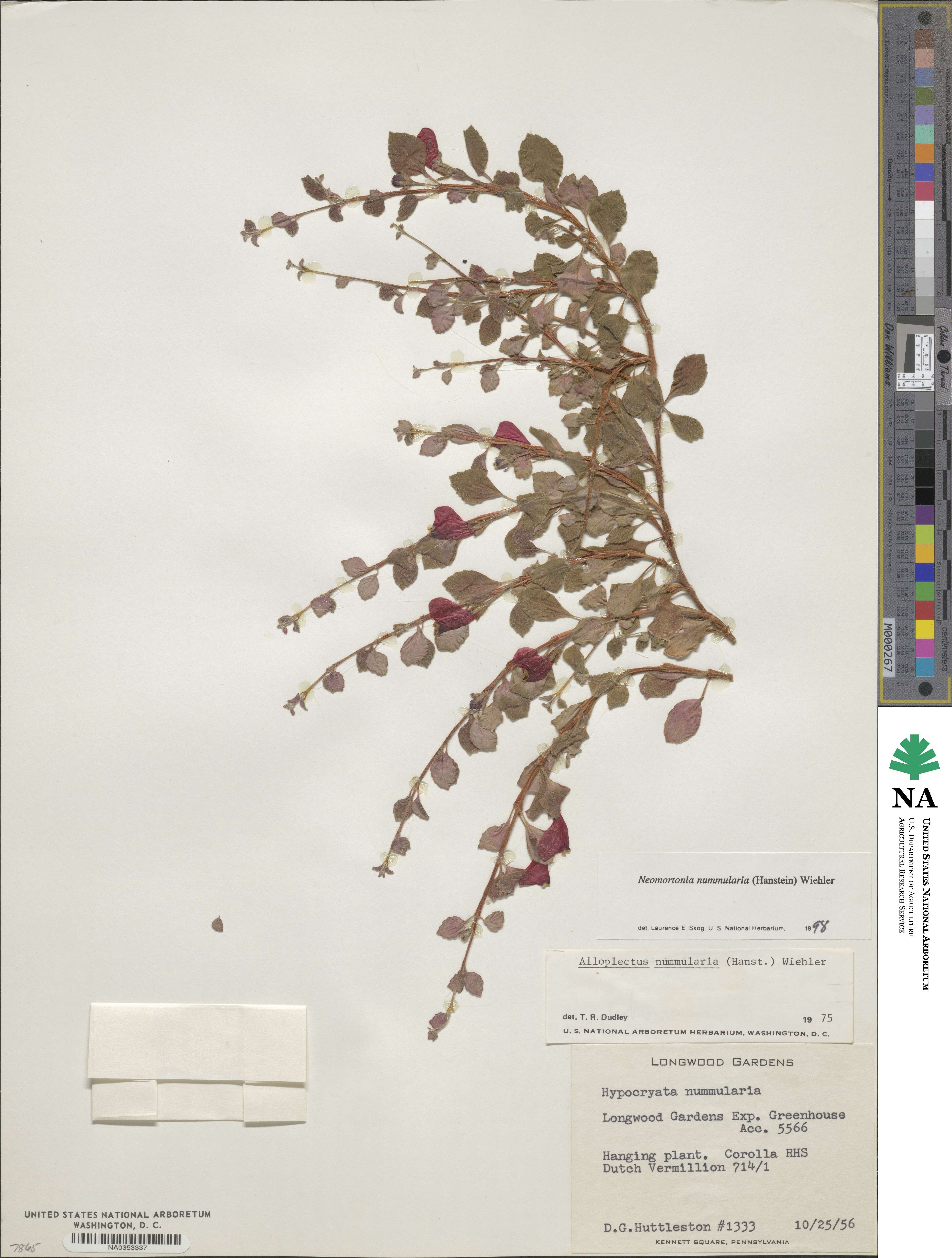 Pachycaulos nummularia image