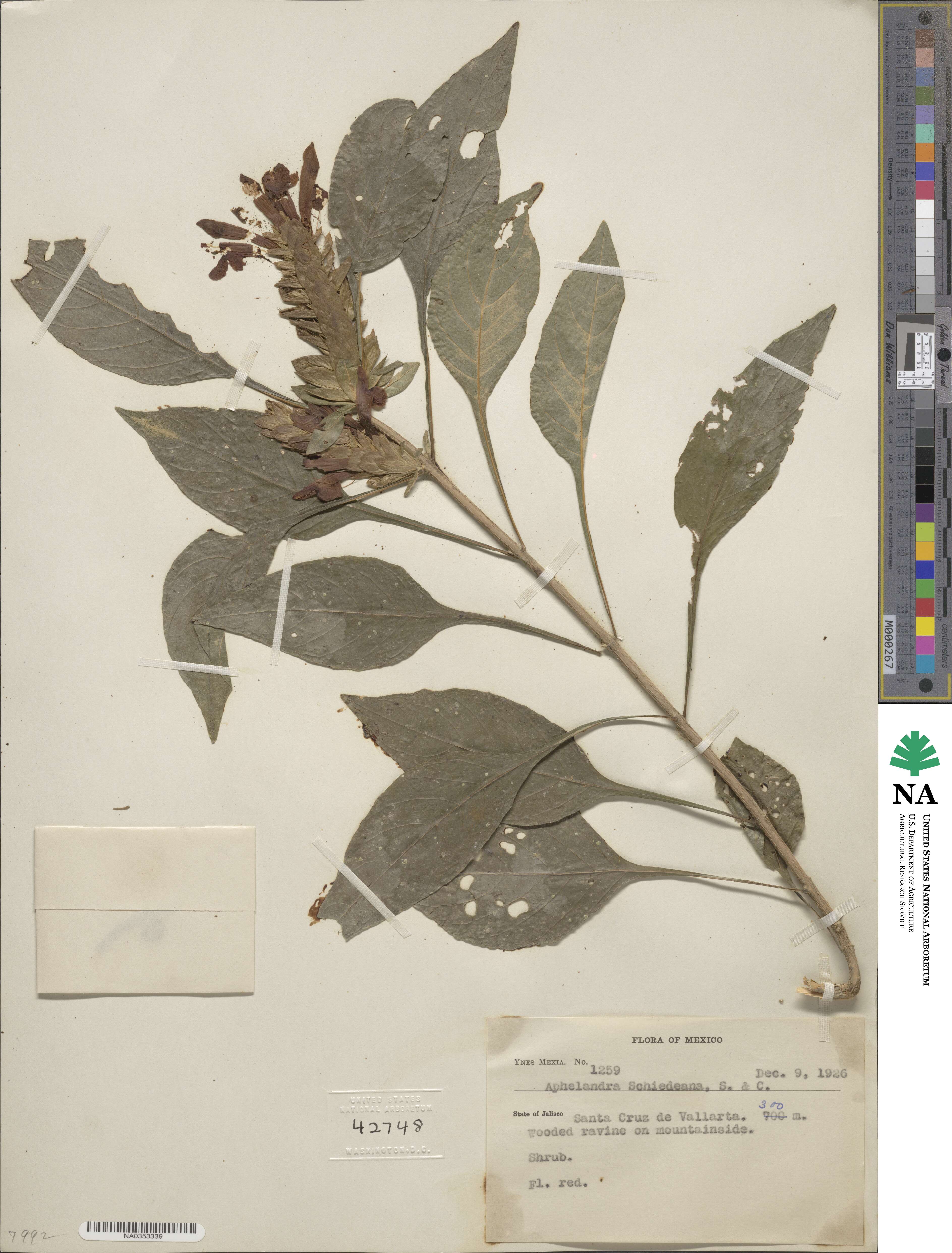 Aphelandra schiedeana image
