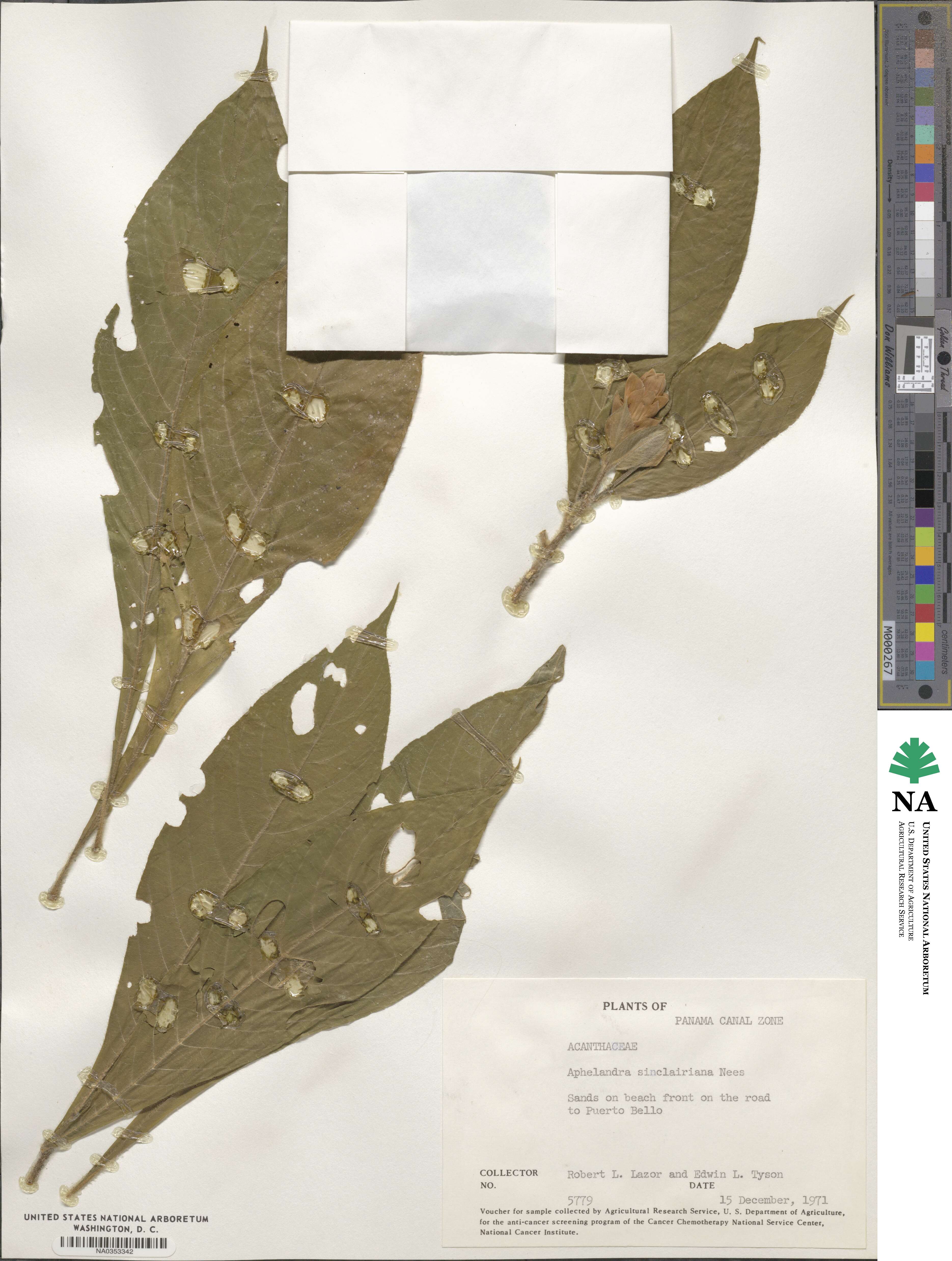 Aphelandra sinclairiana image