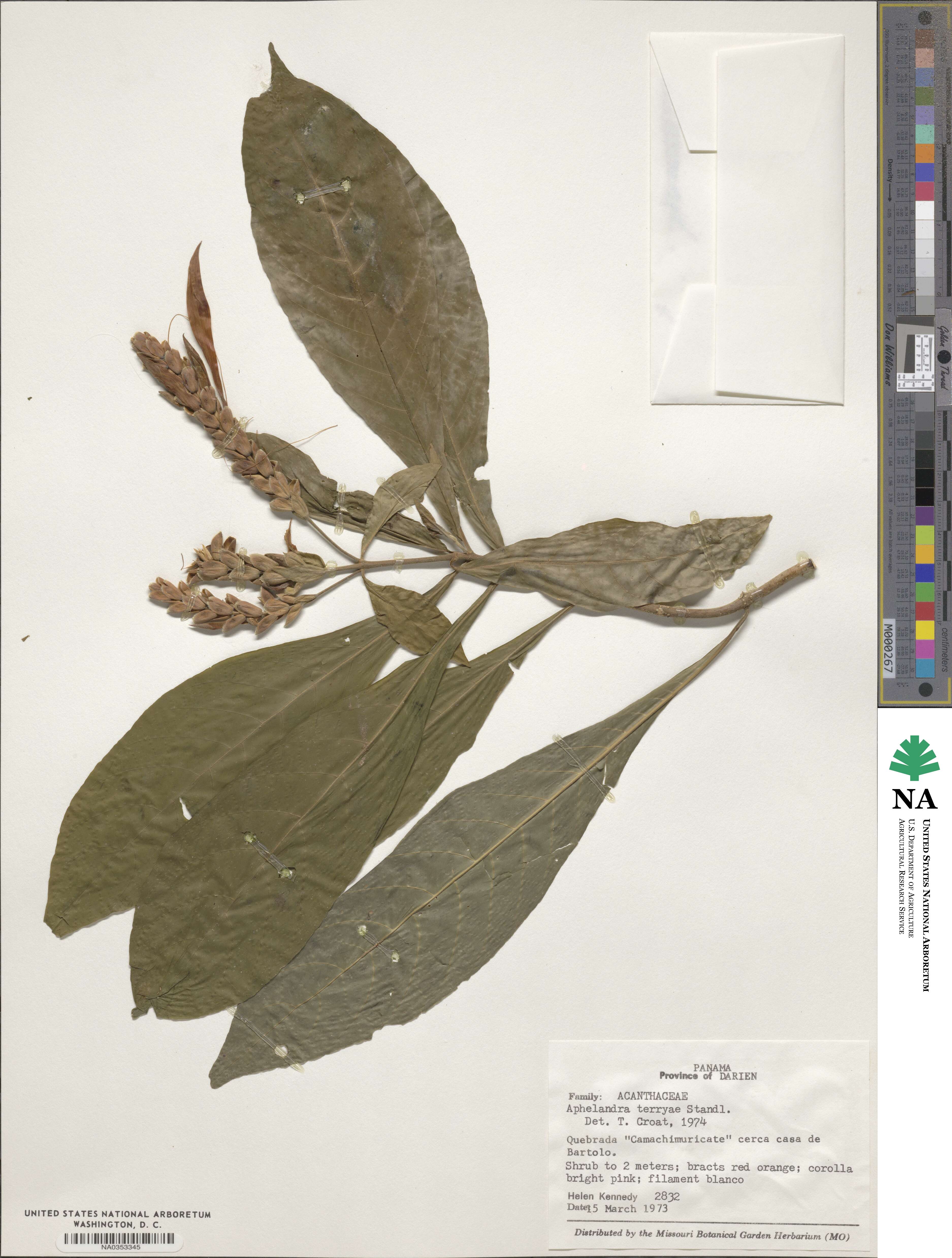 Aphelandra terryae image
