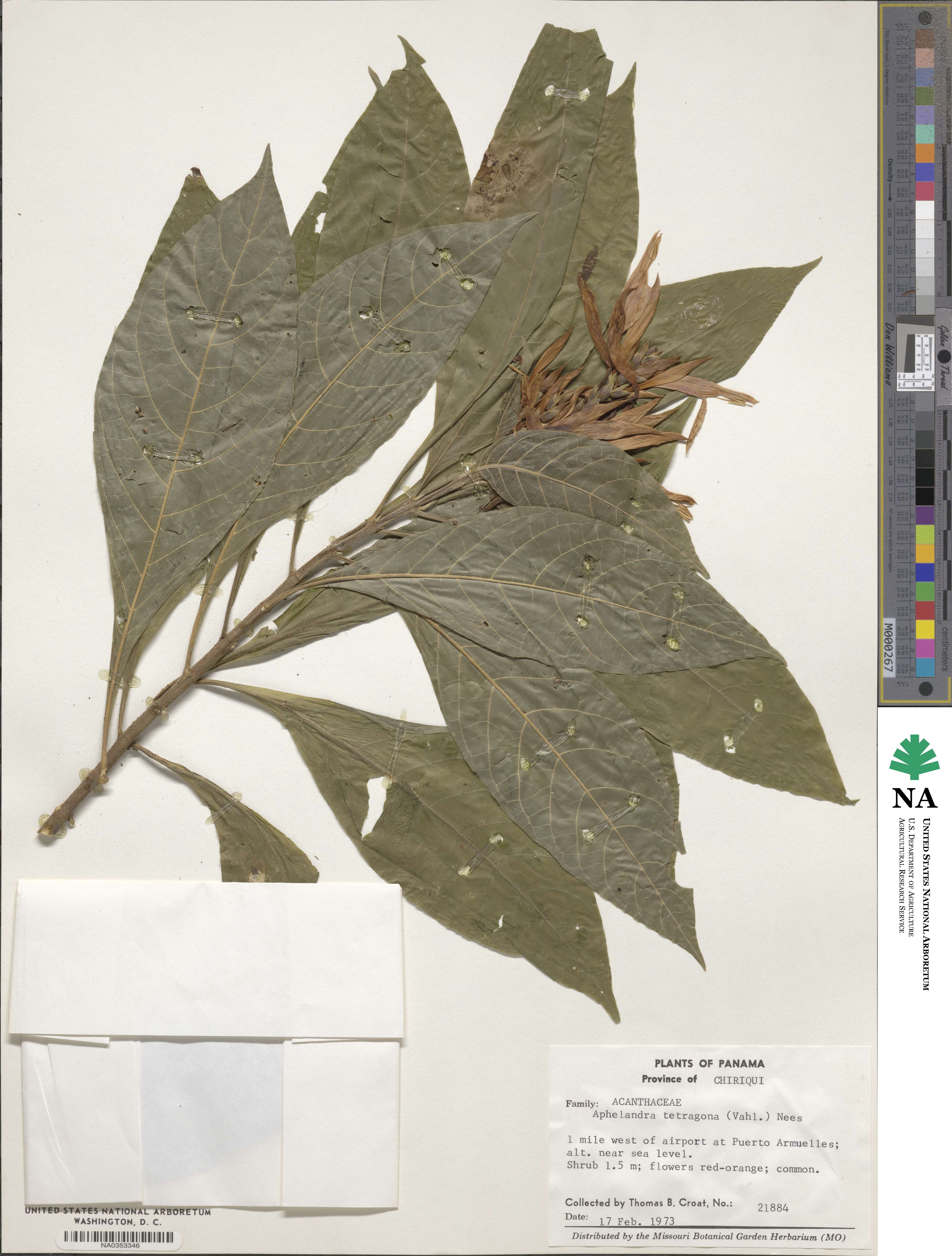 Aphelandra tetragona image