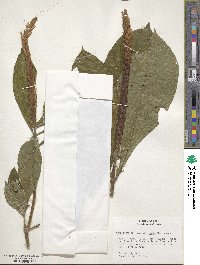 Image of Aphelandra galba