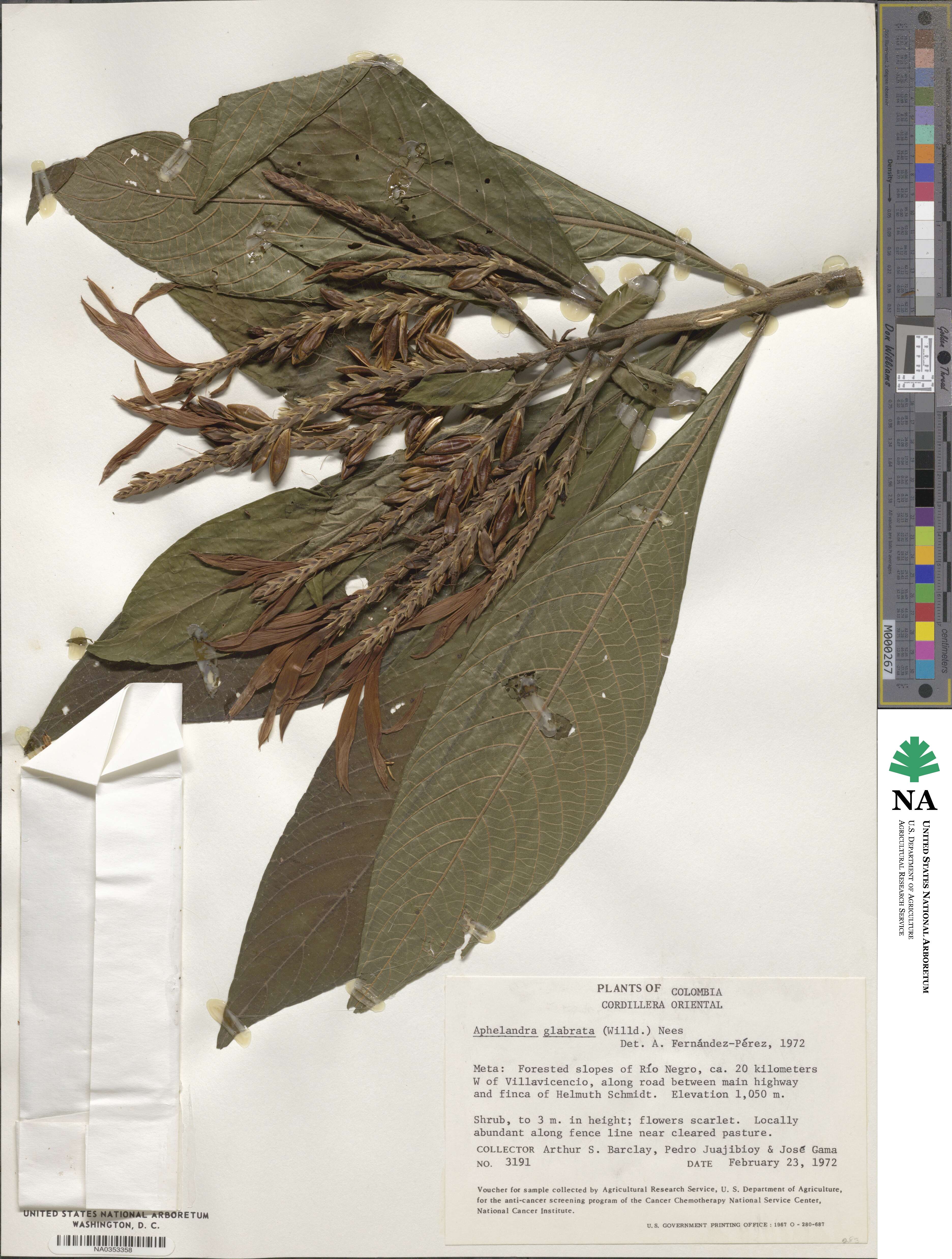 Aphelandra glabrata image