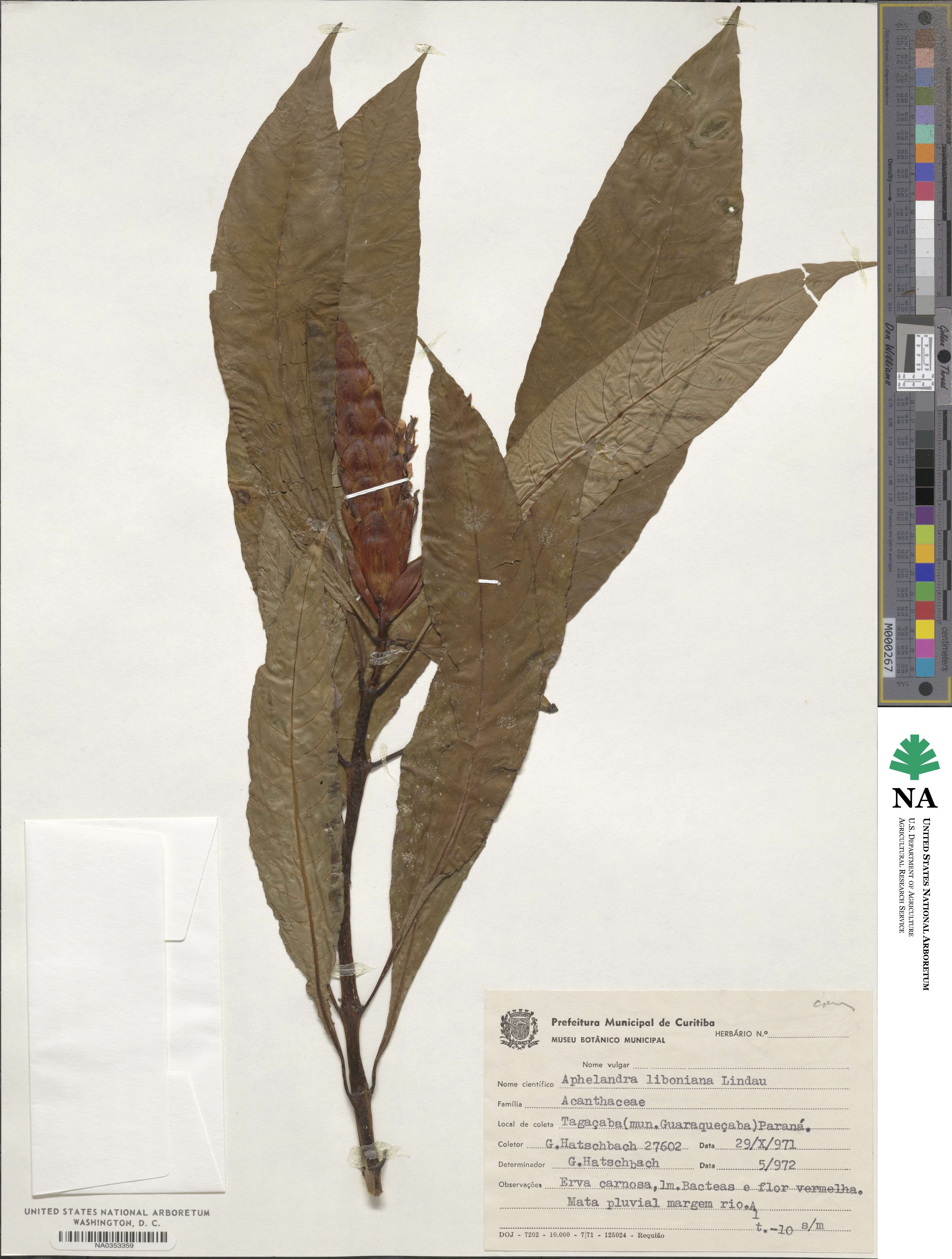 Aphelandra liboniana image