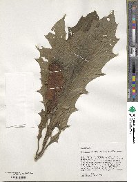 Image of Aphelandra castaneifolia