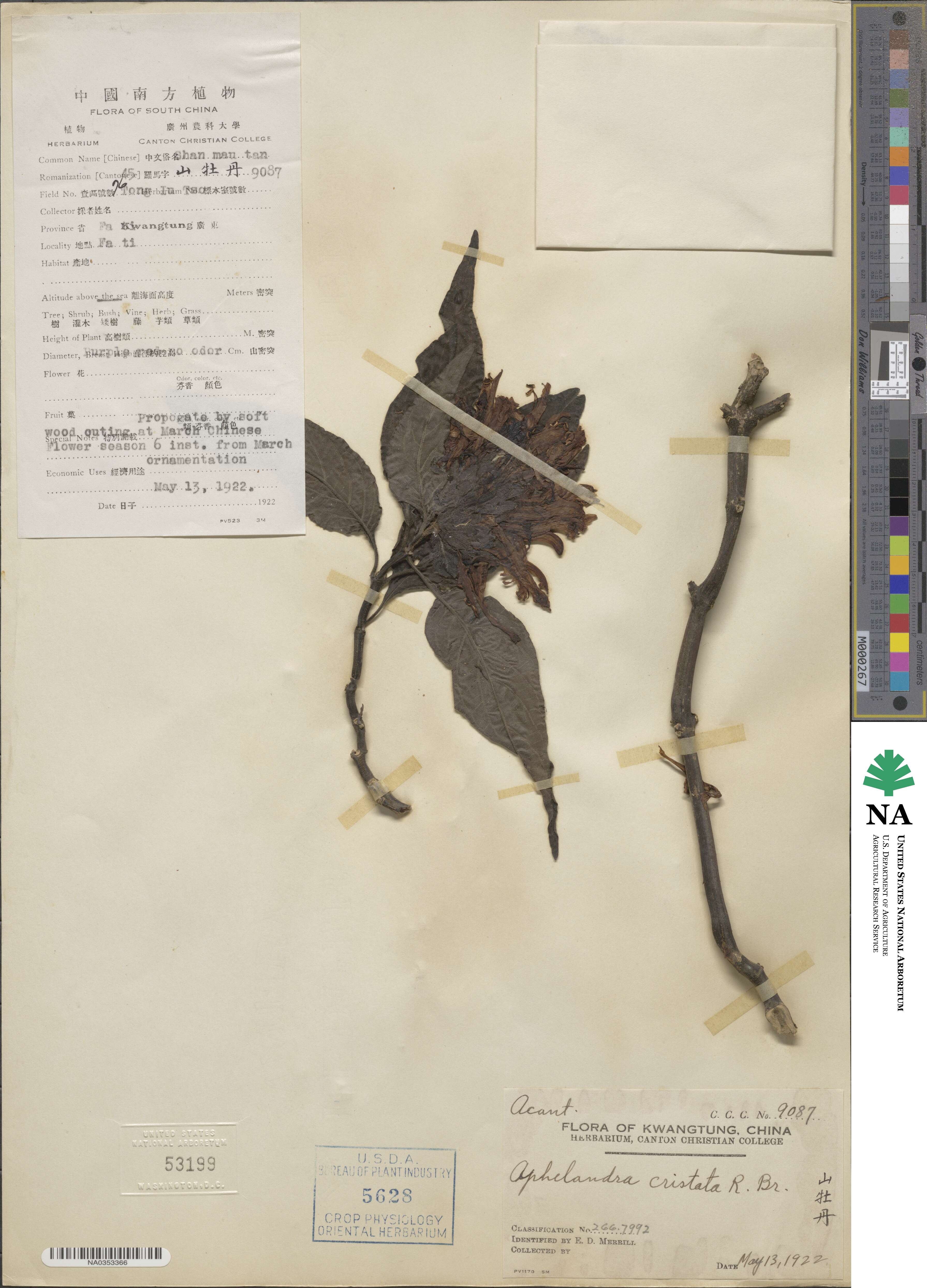 Aphelandra cristata image