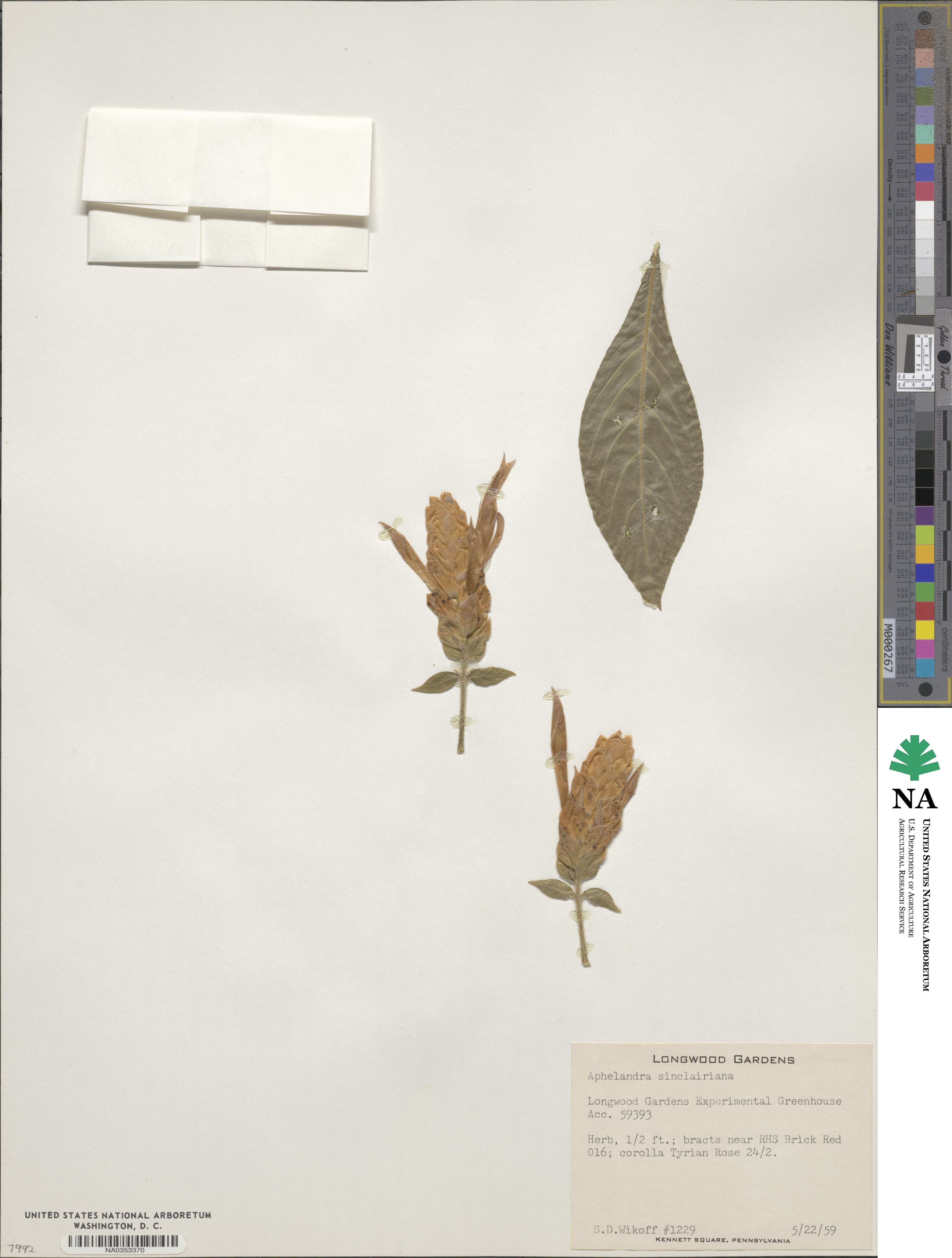 Aphelandra sinclairiana image