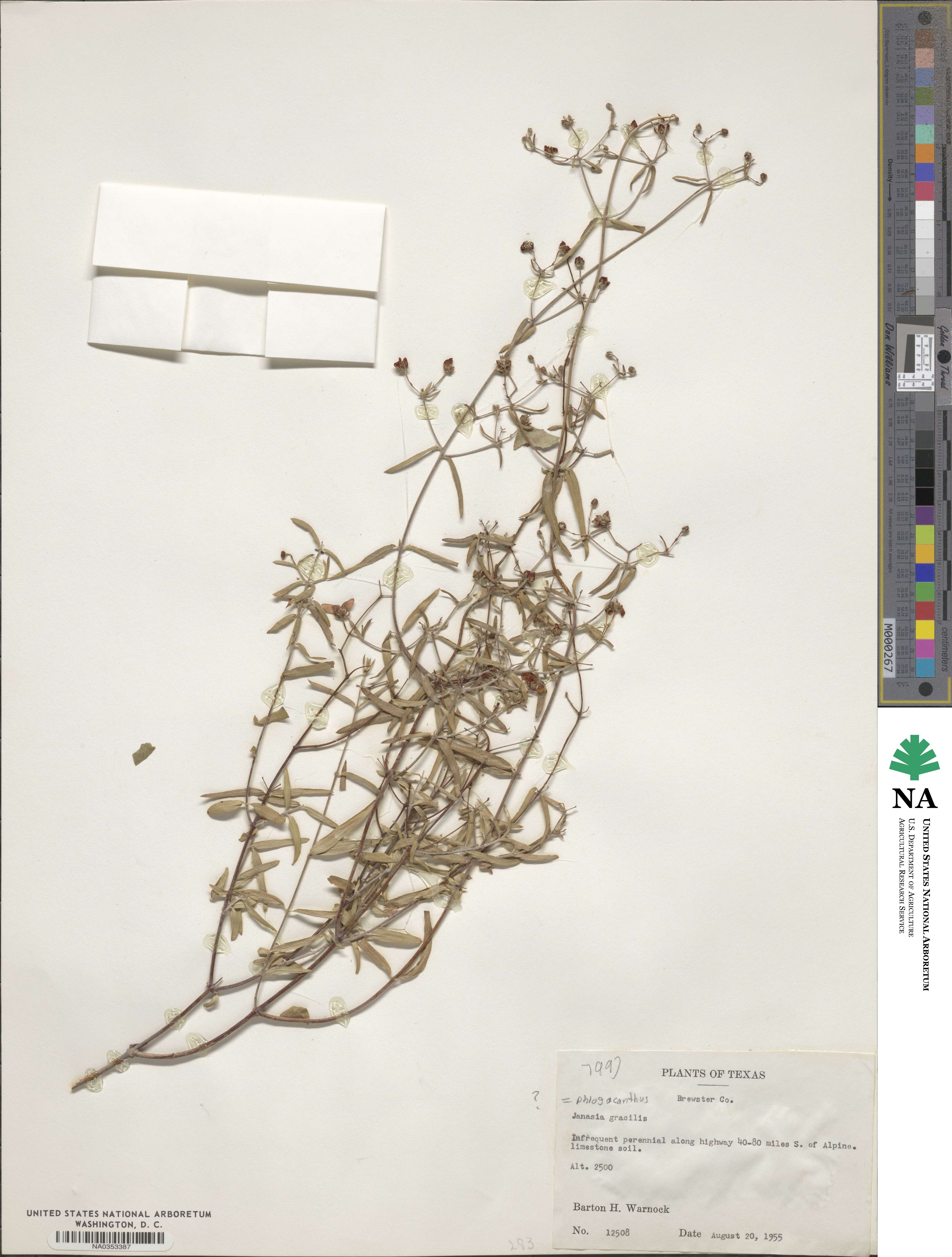 Phlogacanthus gracilis image