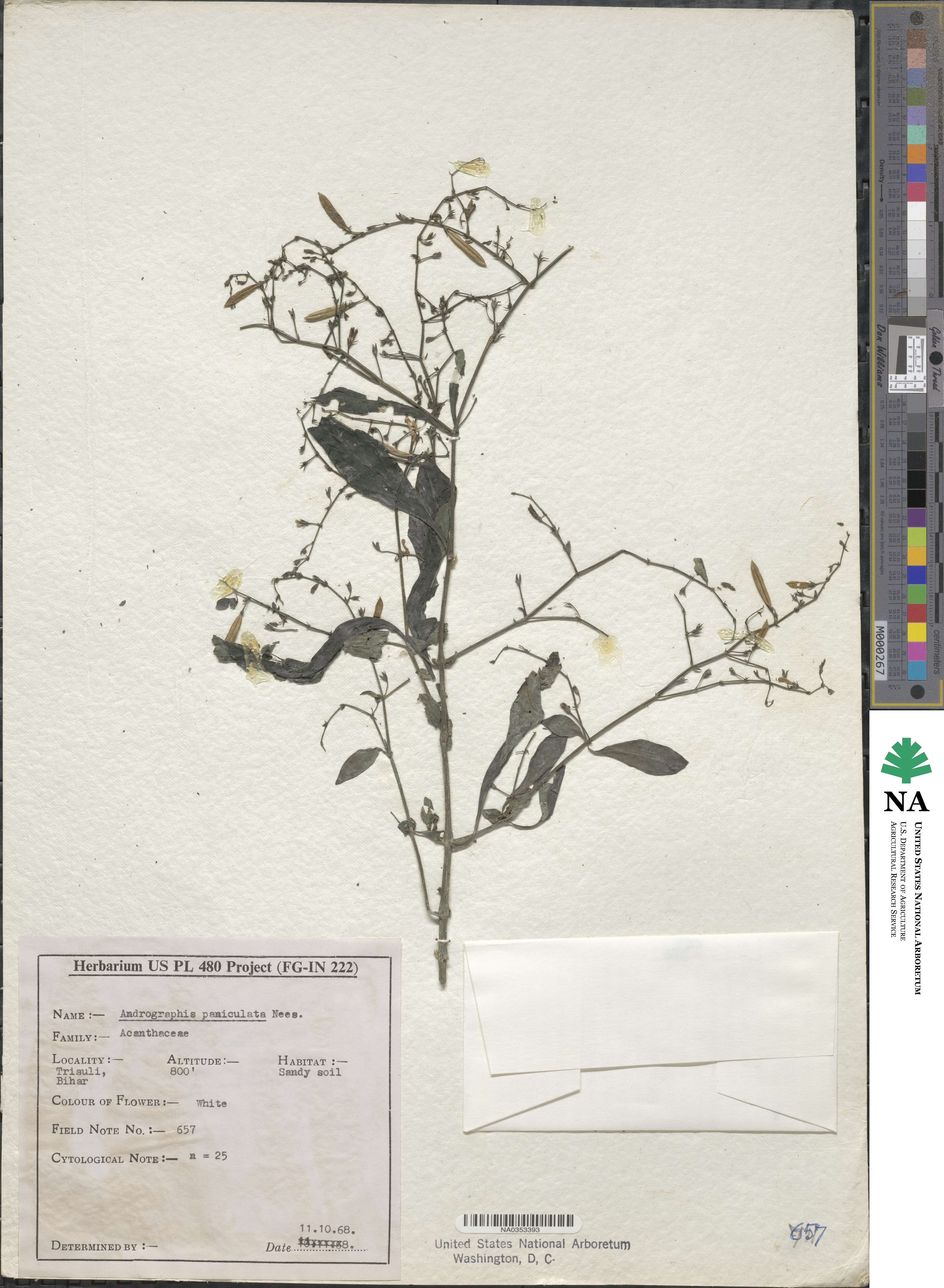 Andrographis paniculata image