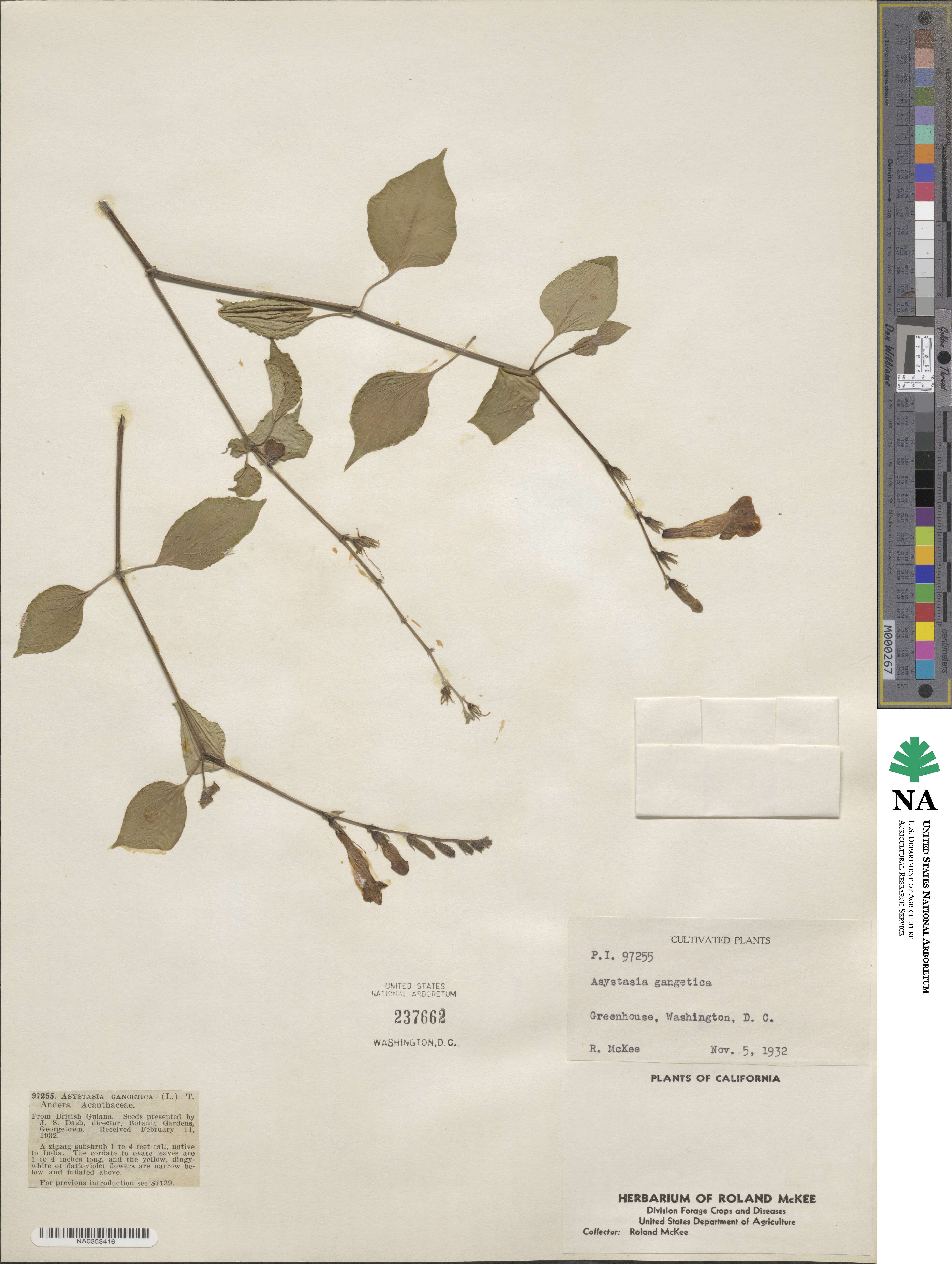 Asystasia gangetica image