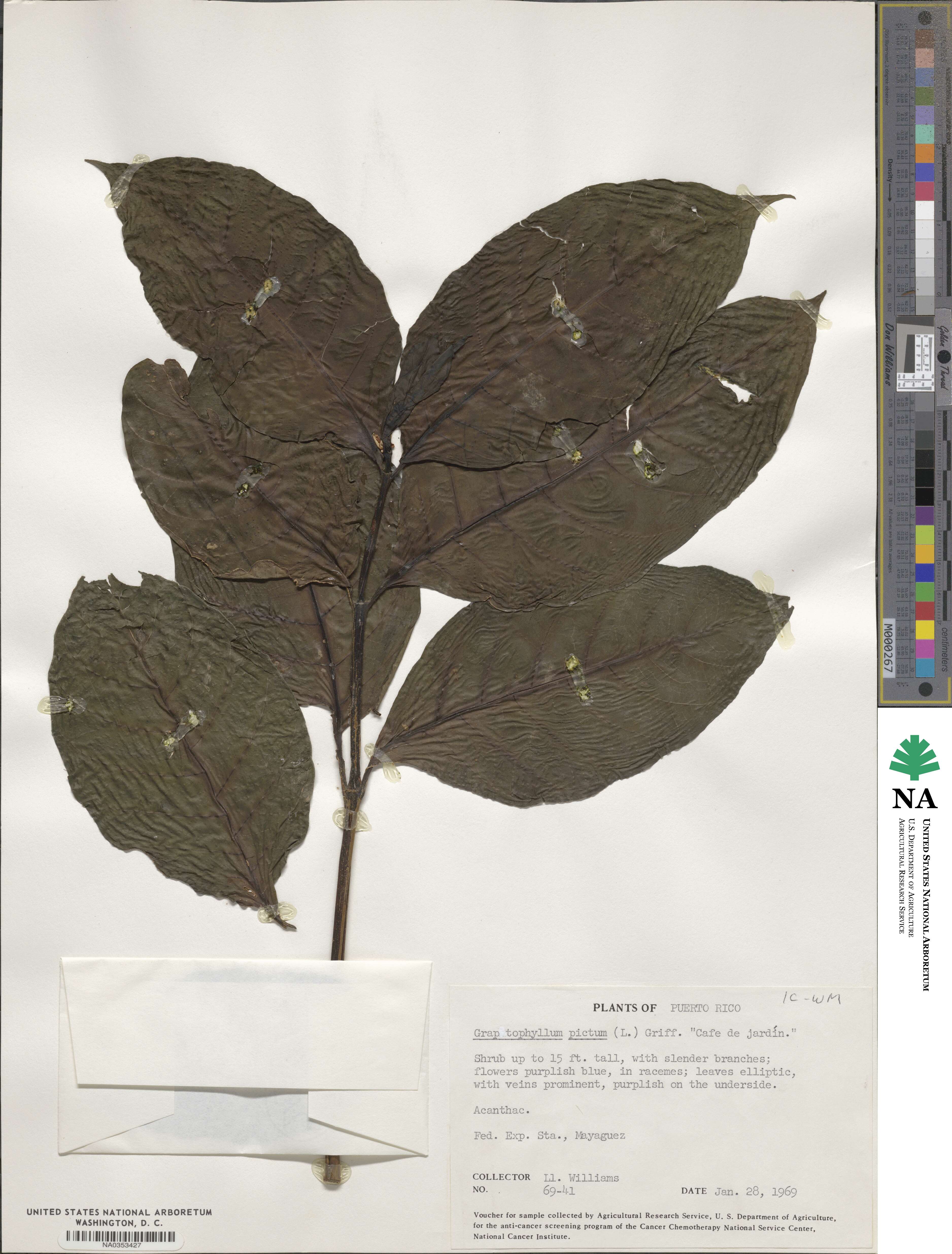 Graptophyllum pictum image