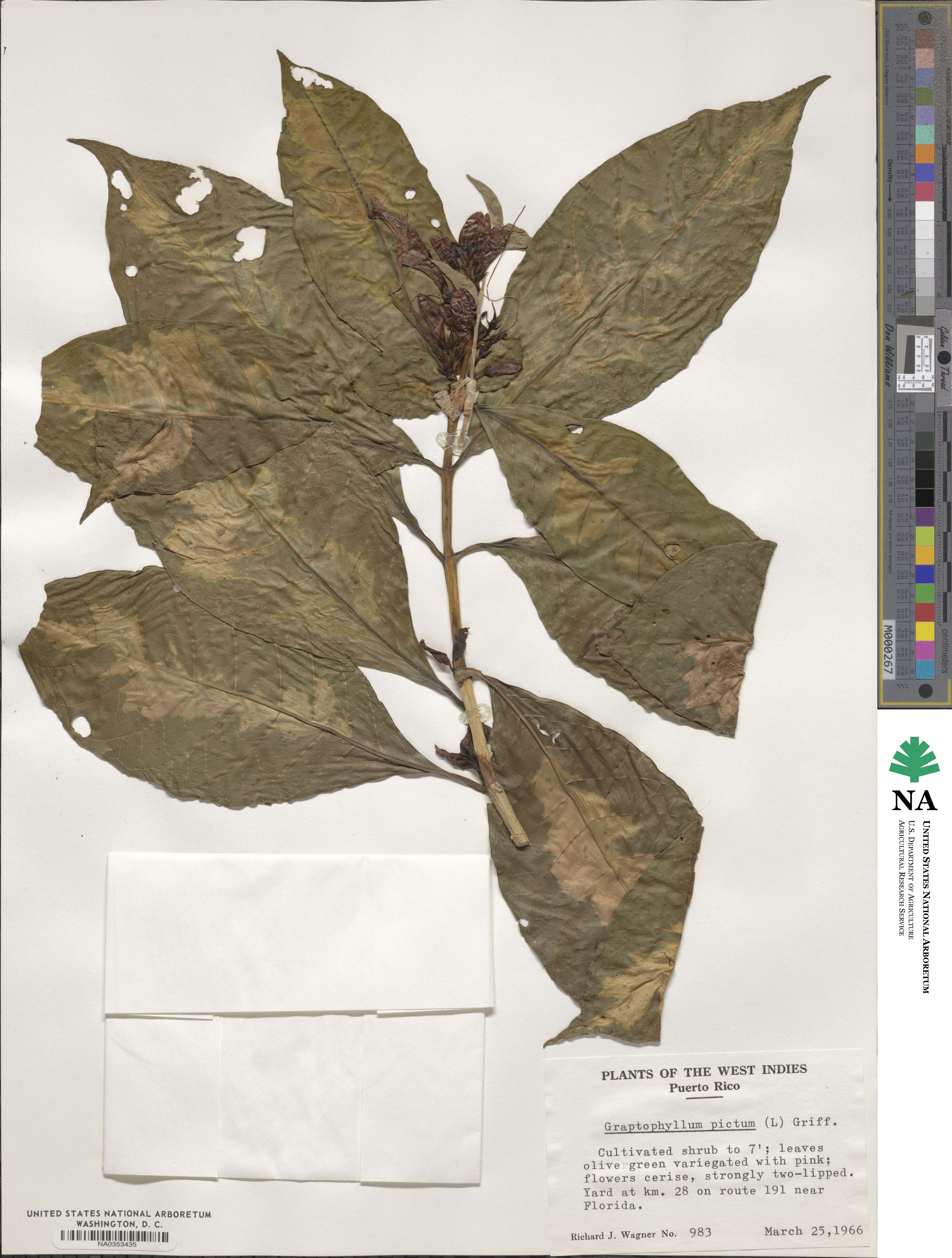 Graptophyllum image