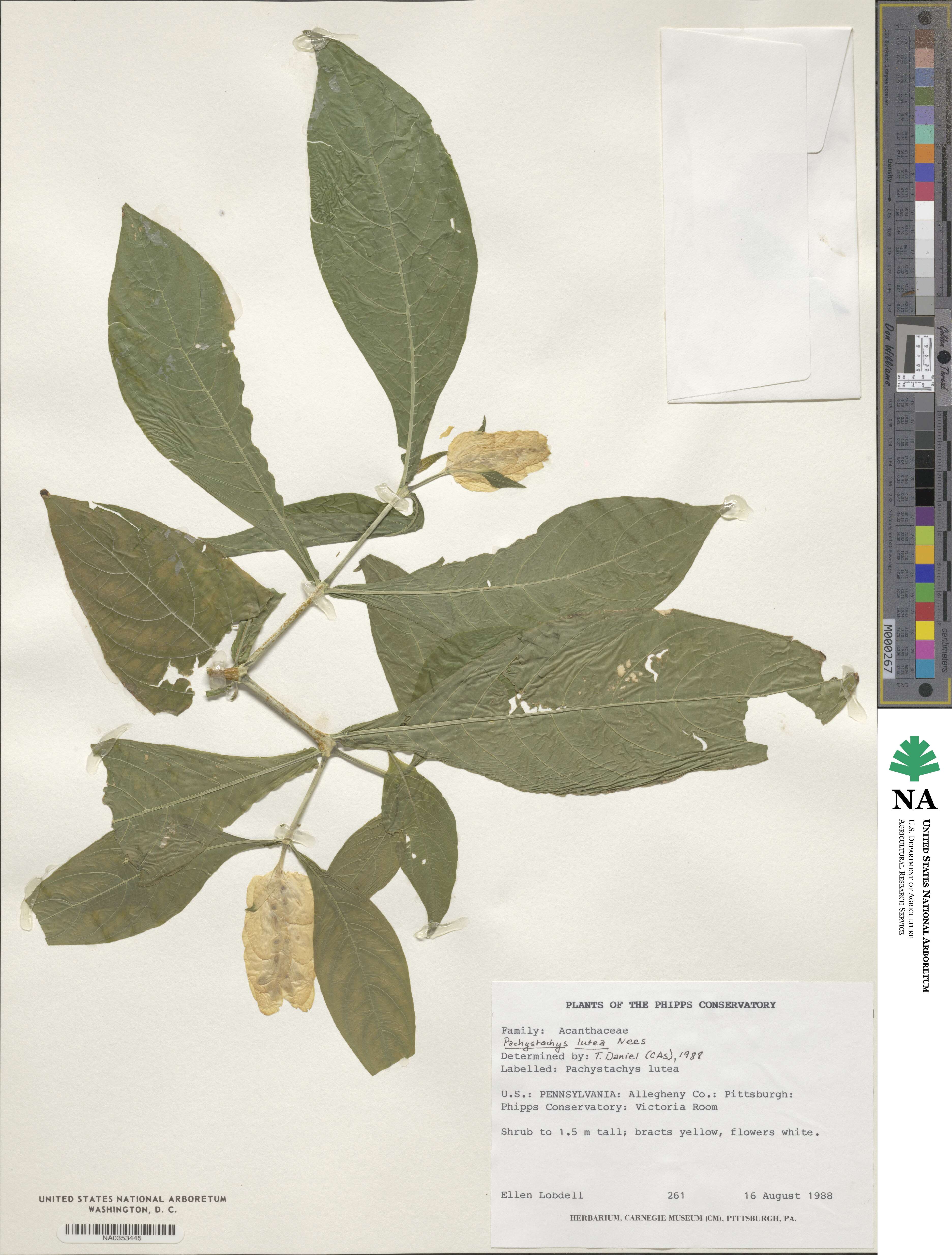 Pachystachys lutea image