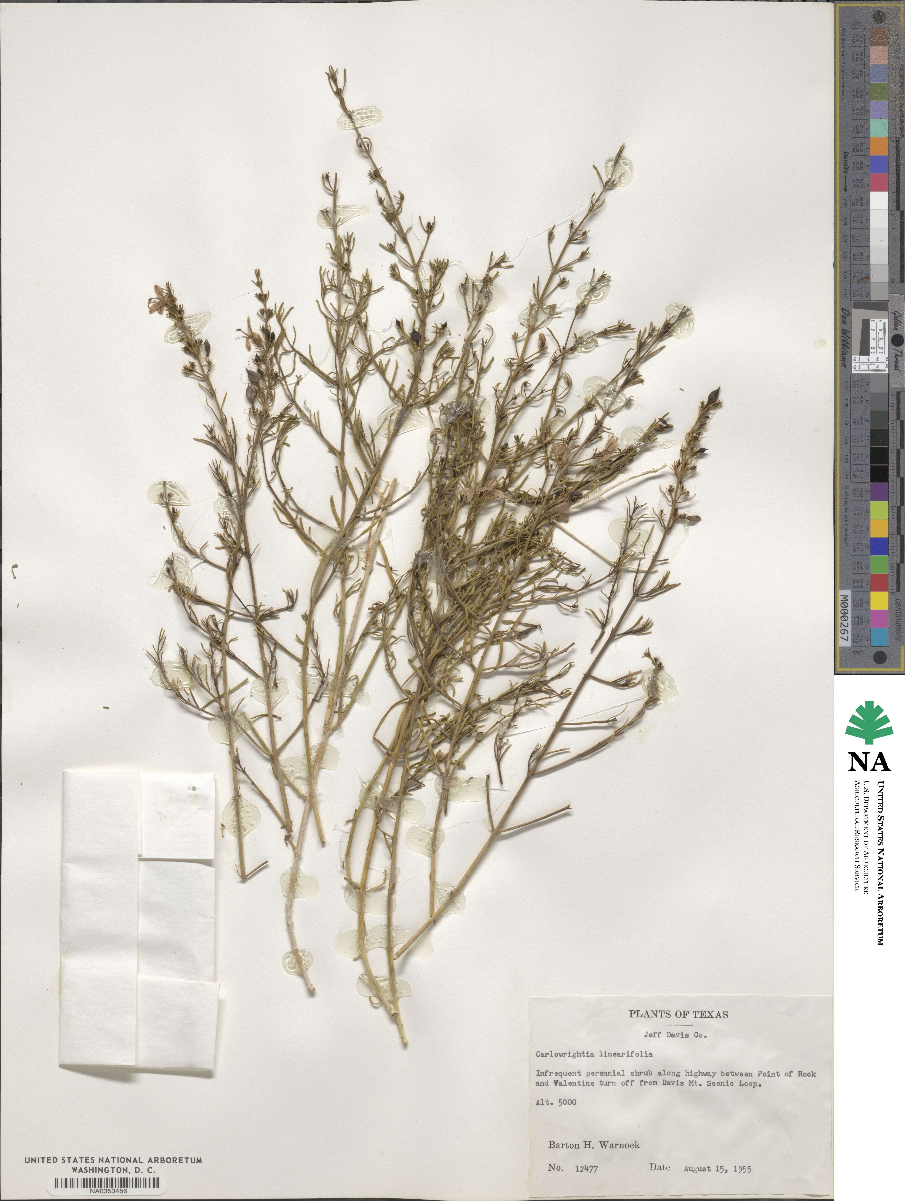 Carlowrightia linearifolia image