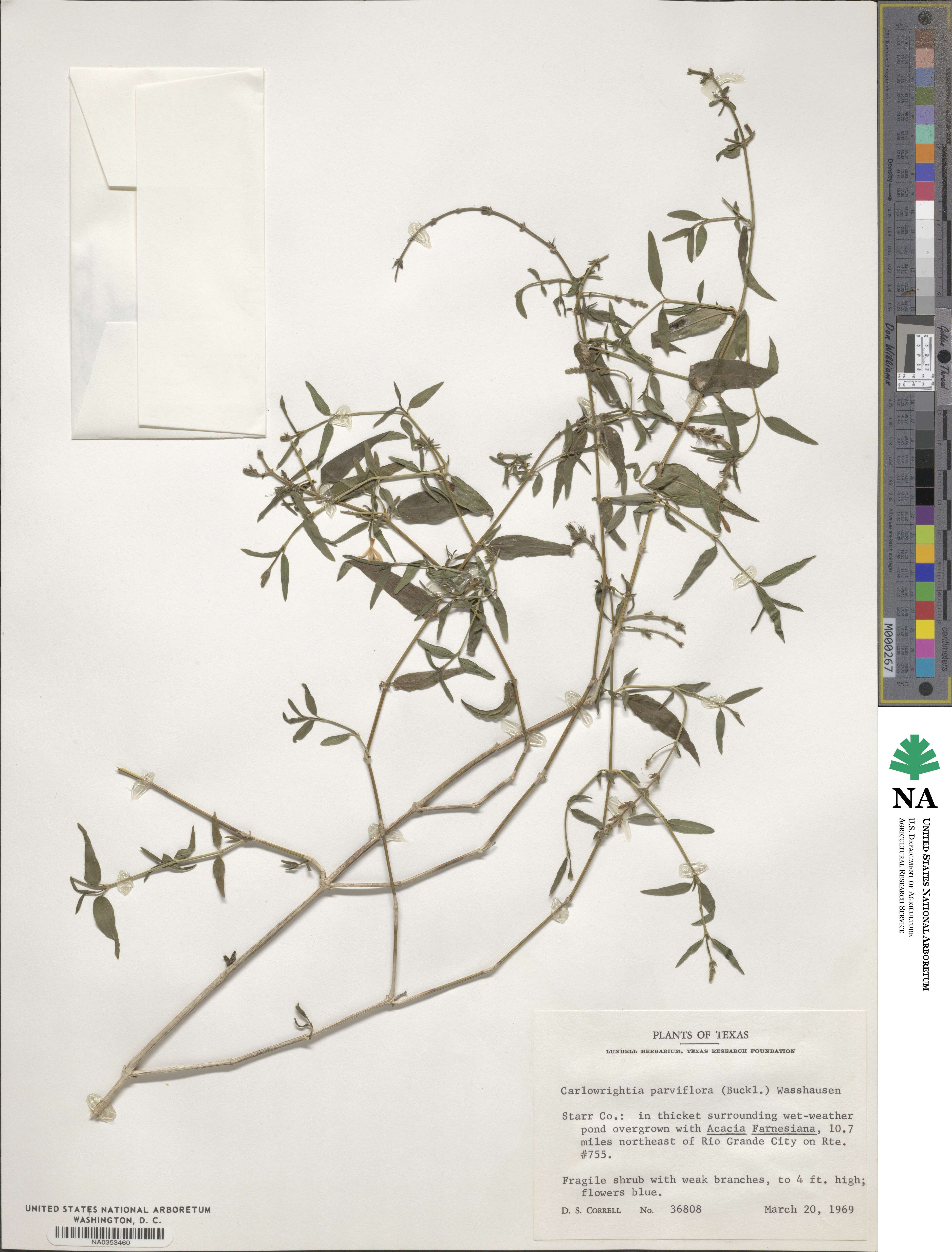 Carlowrightia parviflora image
