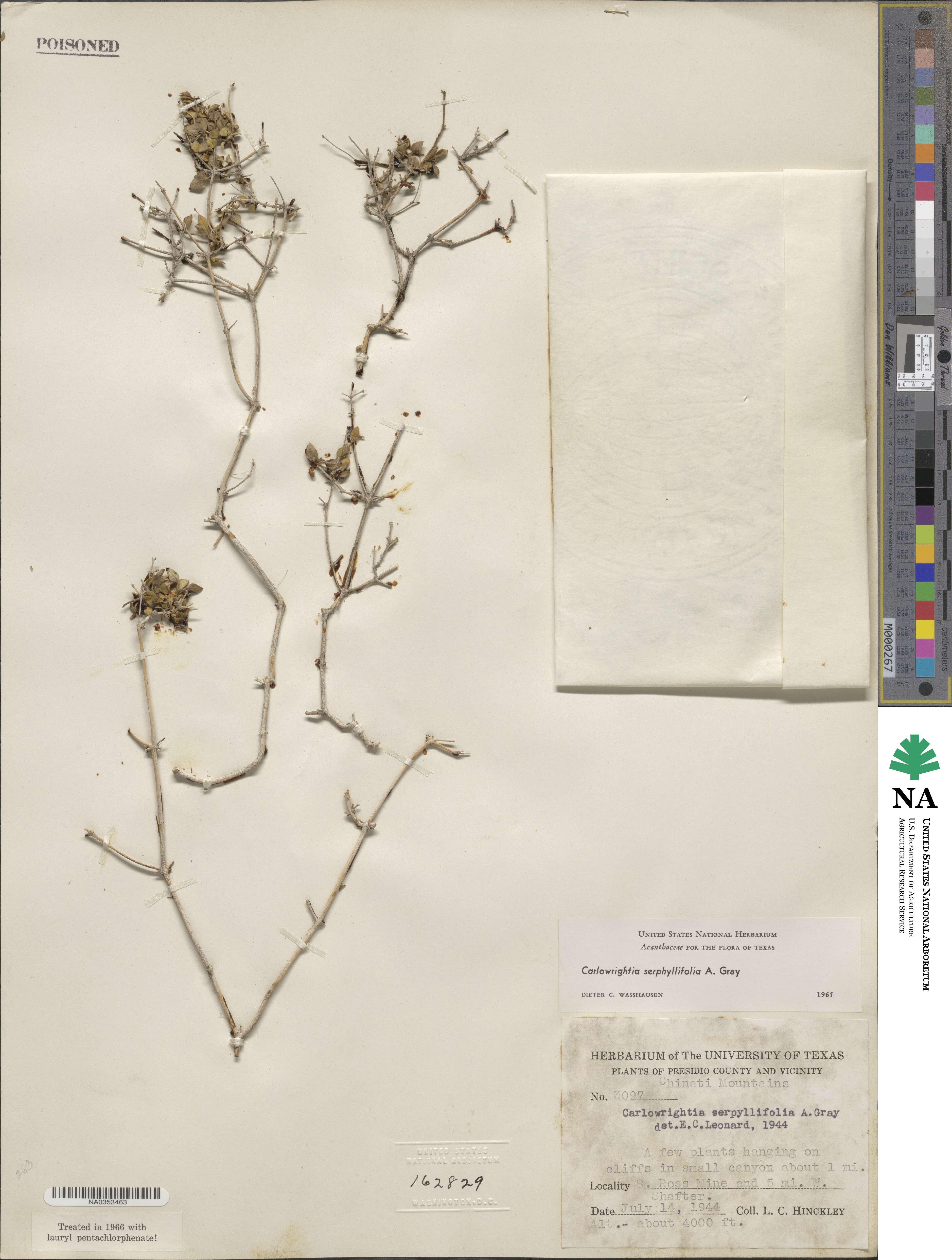 Carlowrightia serpyllifolia image