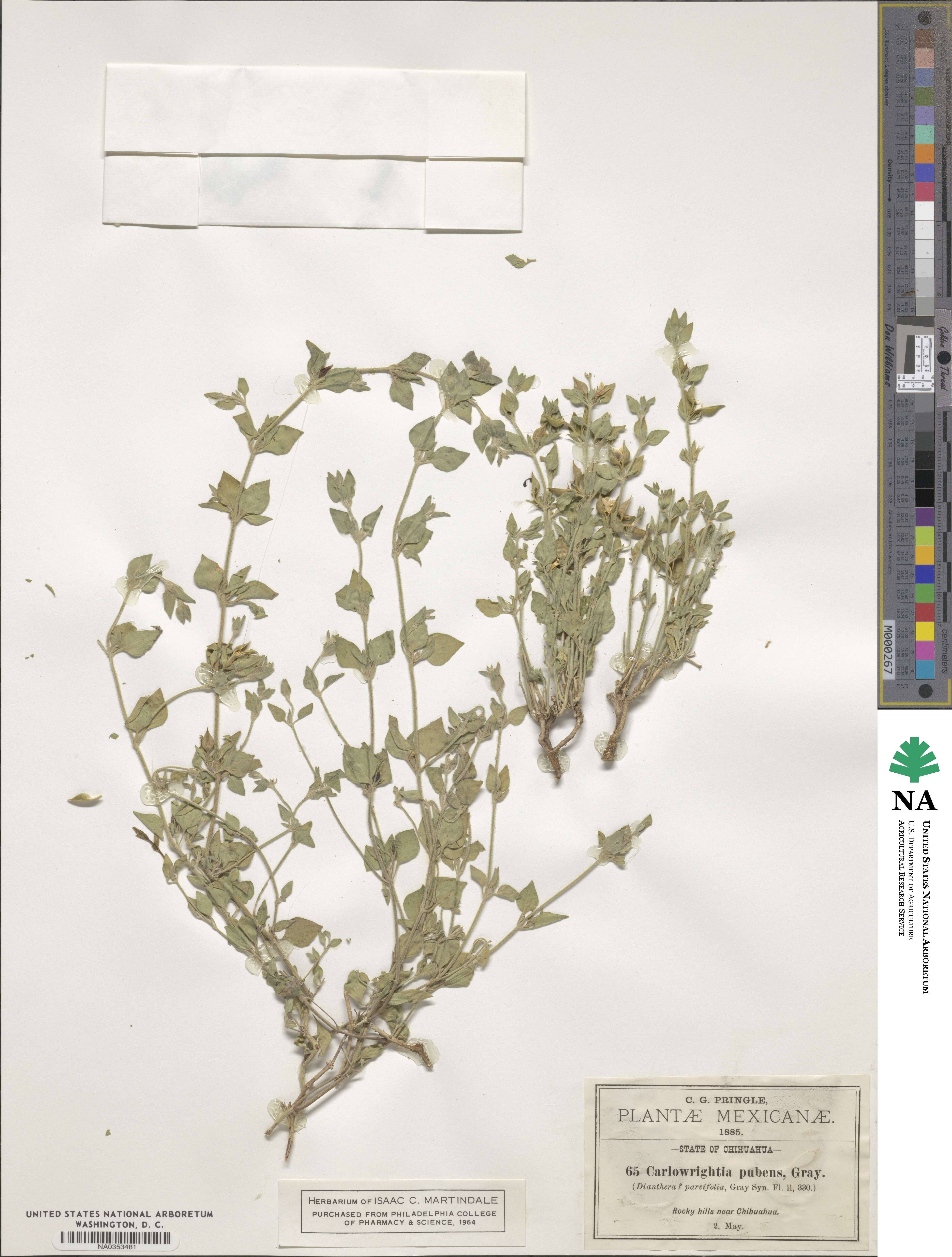 Carlowrightia torreyana image