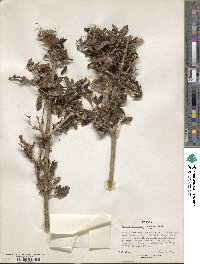 Ruttya fruticosa image
