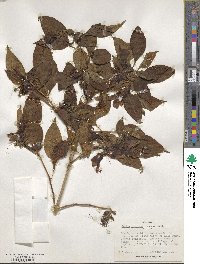 Ruttya fruticosa image