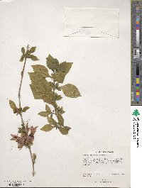 Ruttya fruticosa image