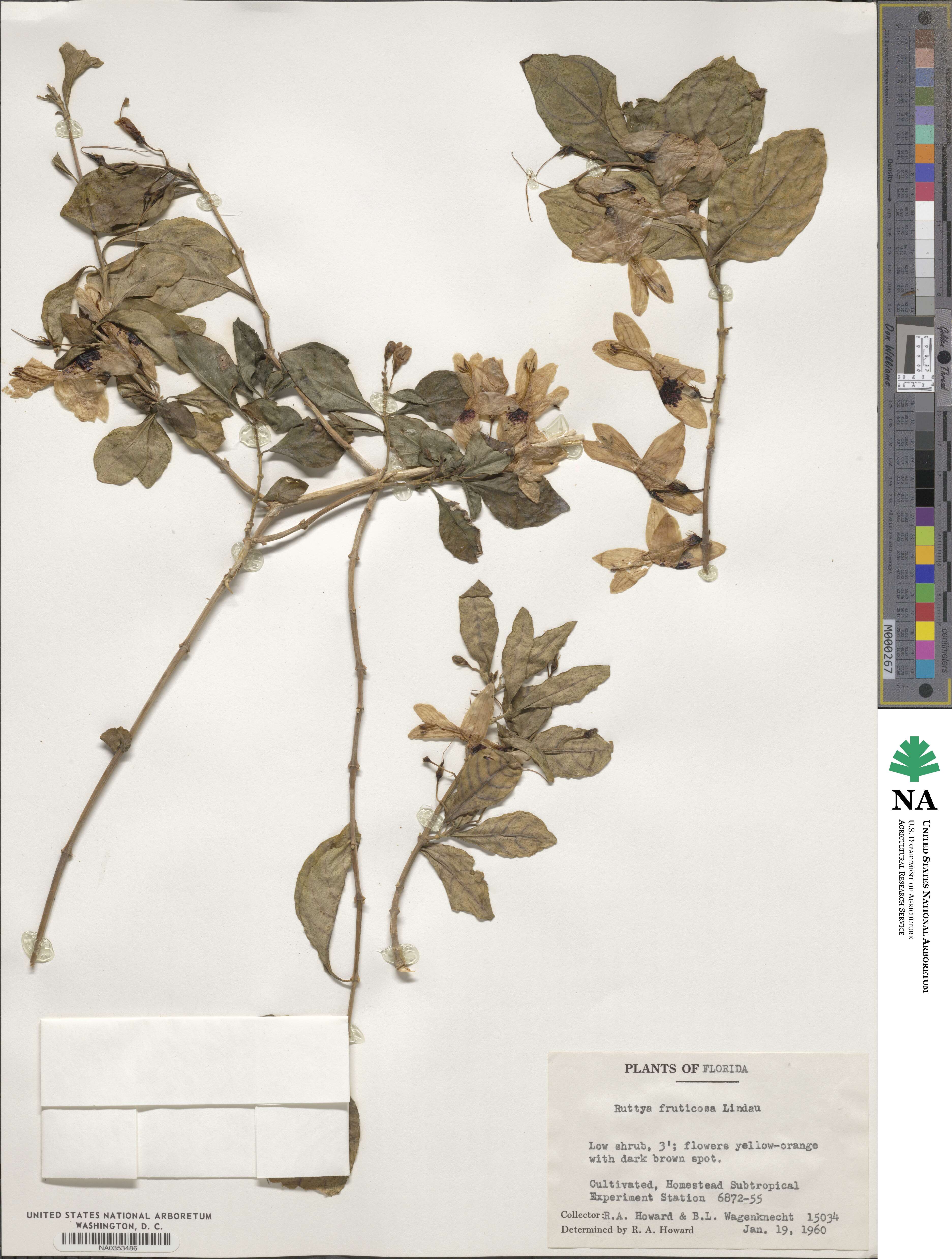 Ruttya fruticosa image