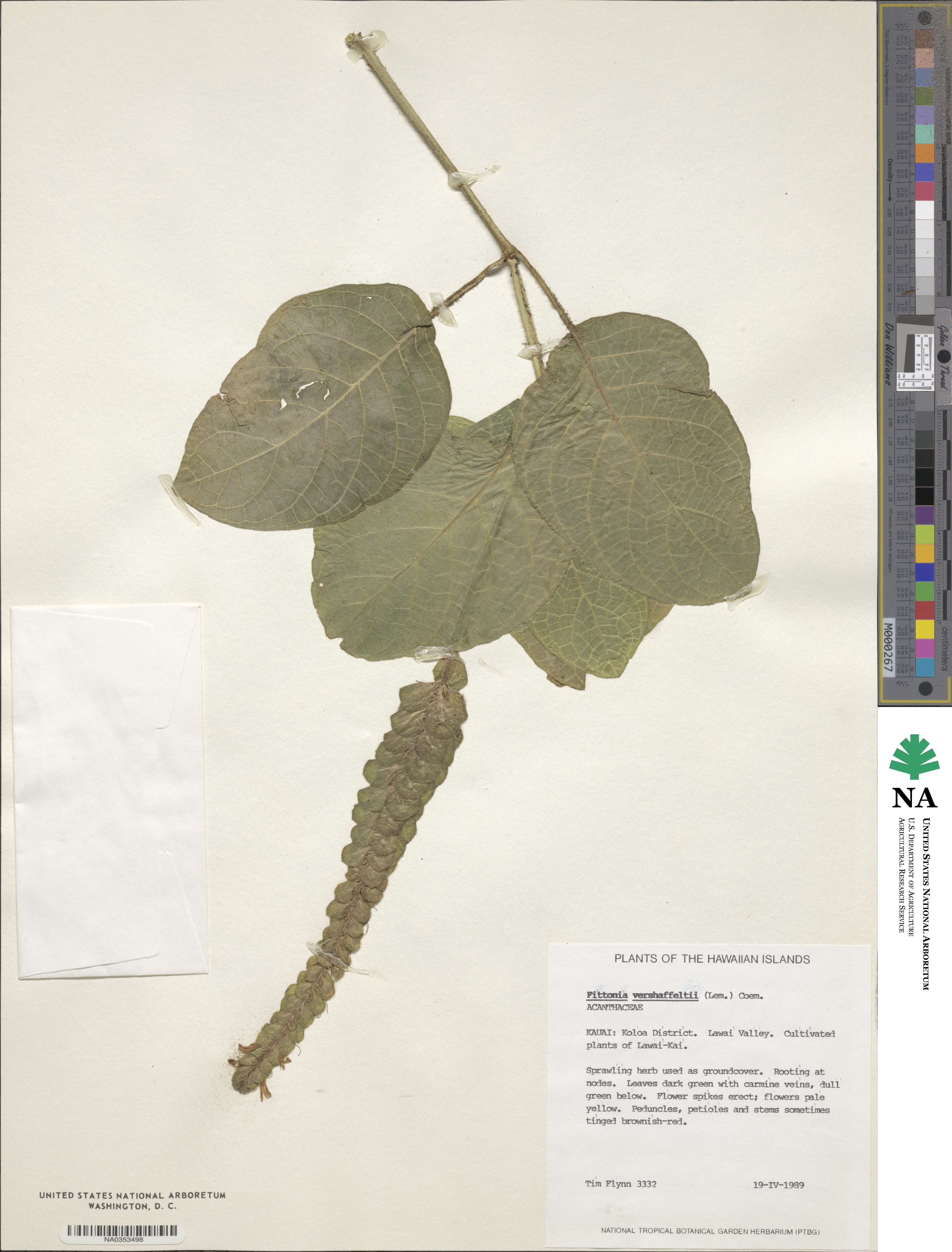 Fittonia albivenis image