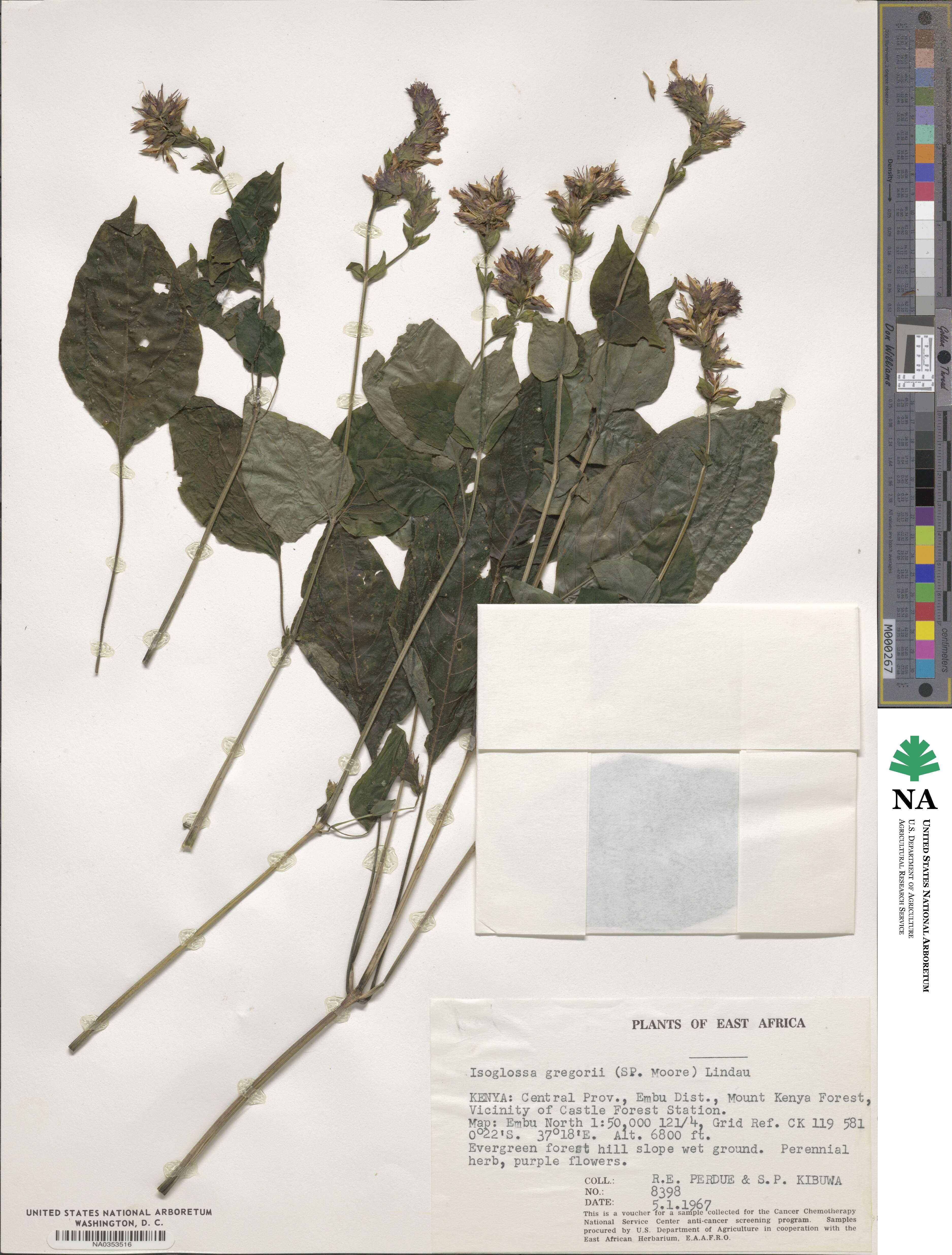 Isoglossa gregorii image