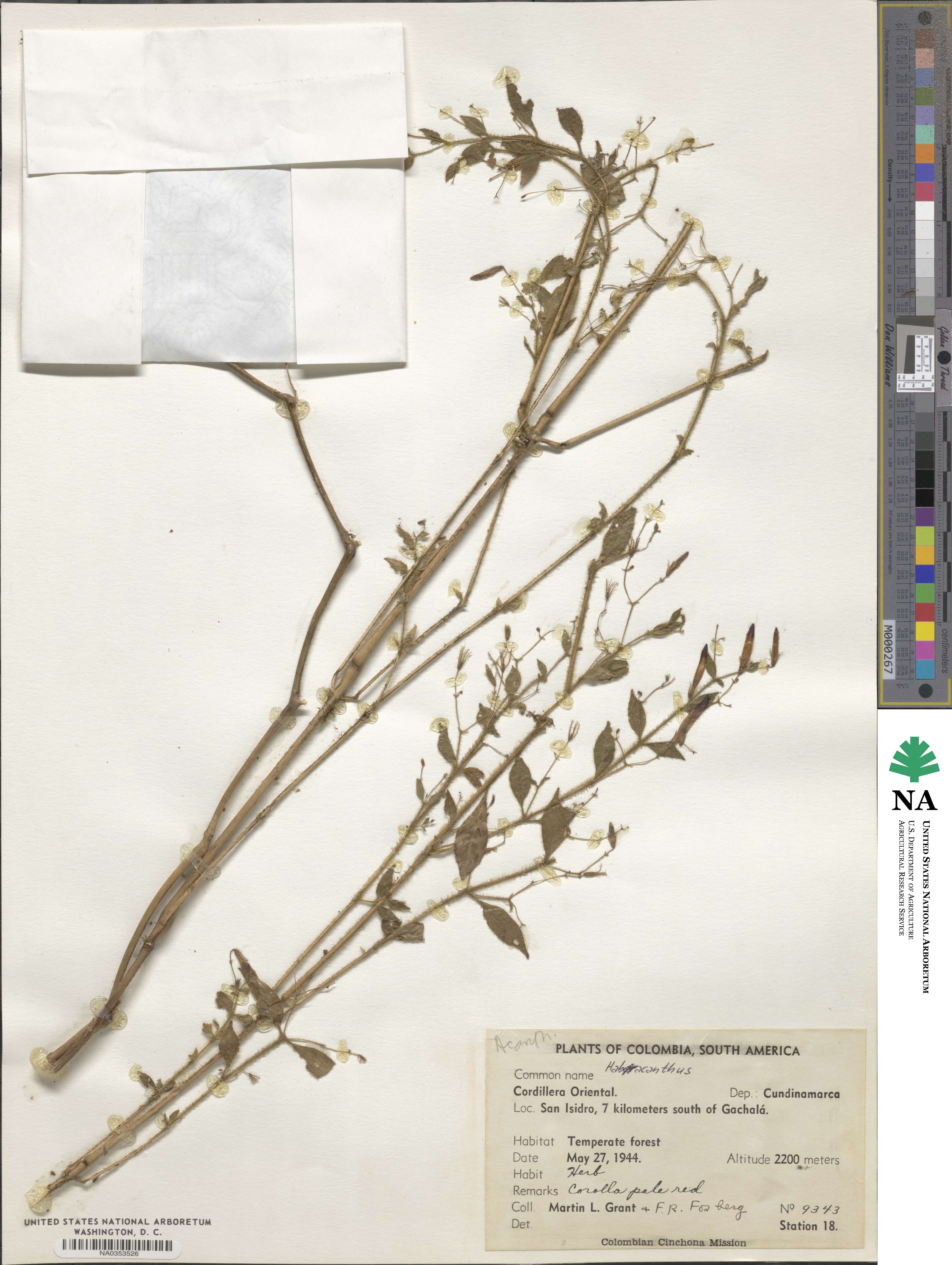 Habracanthus image