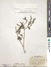 Justicia californica image
